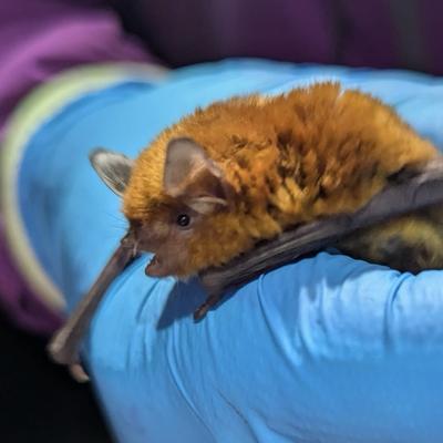 Myotis_cuniculus@flipping.rocks