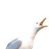 seagull_boi