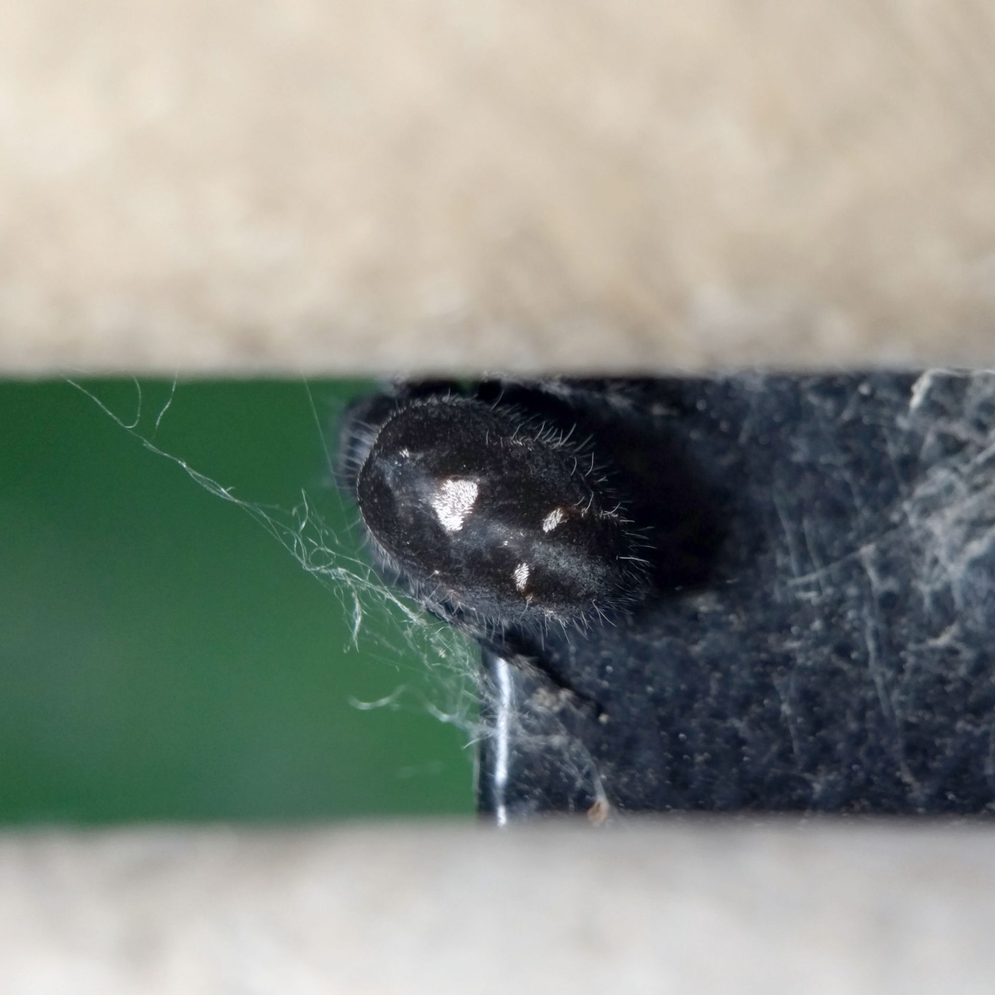 Dorsal view of the jumping spider's abdomen as she climbs behind the rail. It has bands of matte and shiny black, and white markings like ">:D"