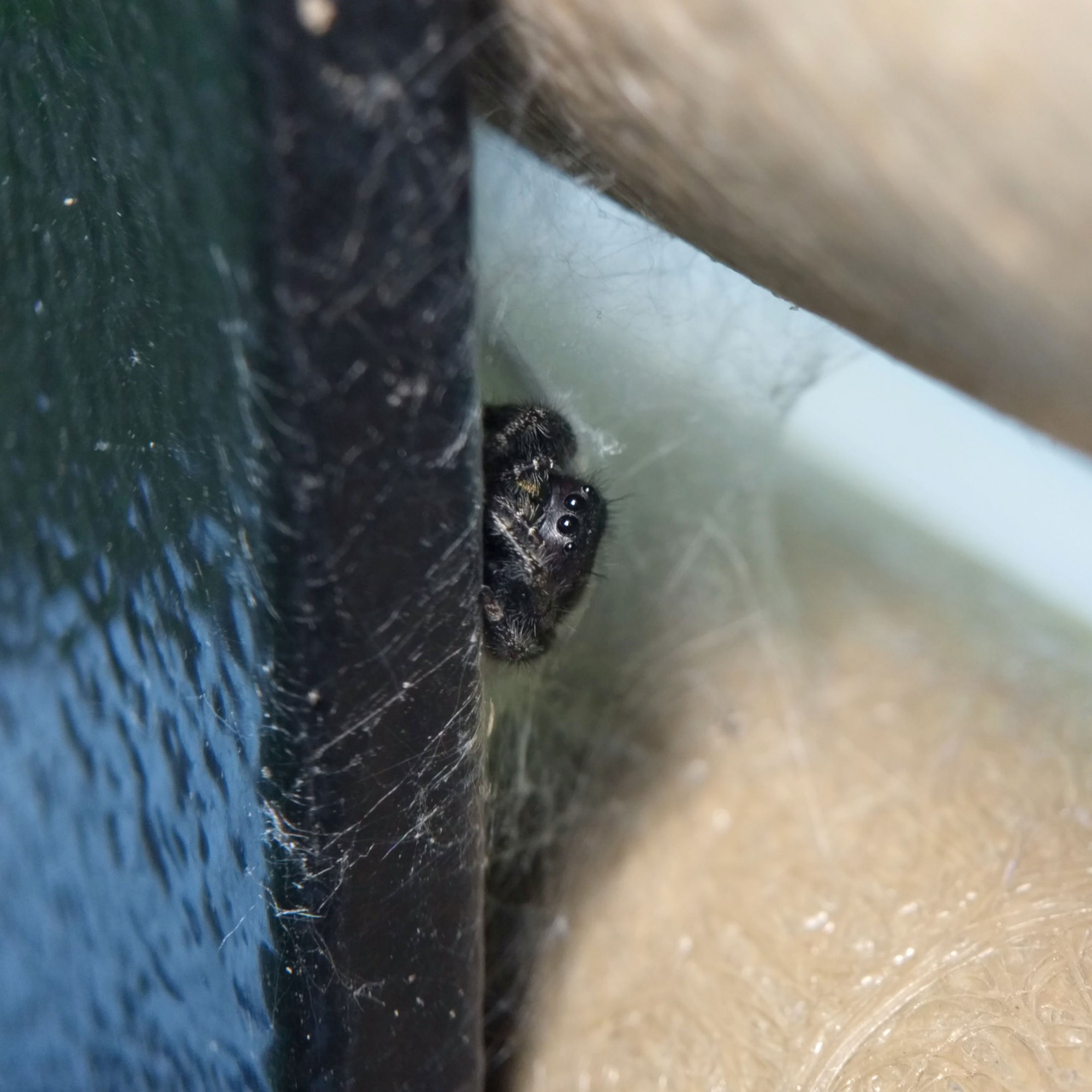 The jumping spider coming out of the retreat on the other side of the rail, with her front legs visible. She is black with white markings.