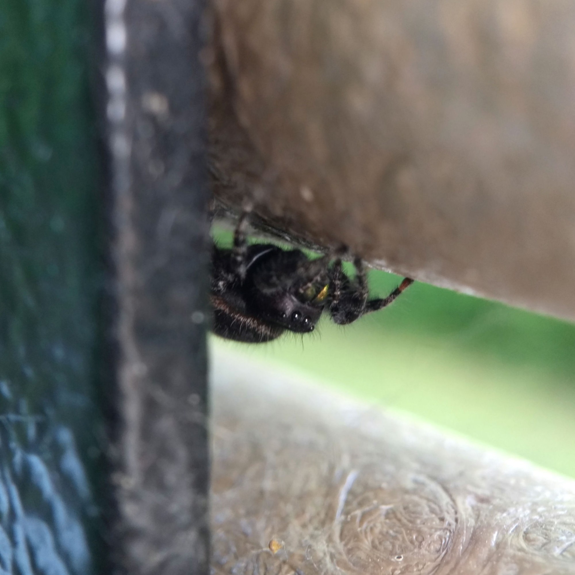 The jumping spider fully out, staring at something out of the frame. Her large abdomen, rising above her head, is partly visible.