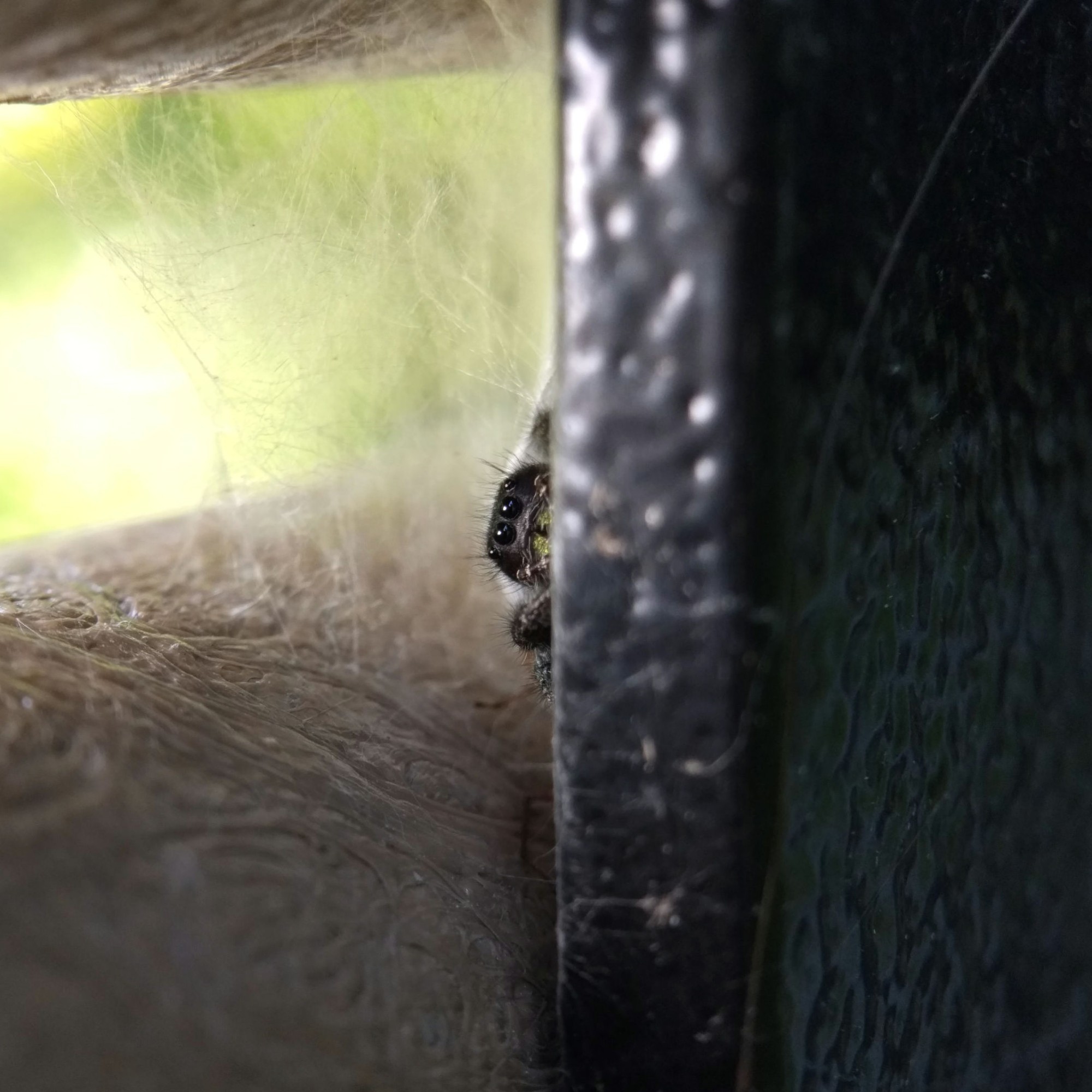 The head of a bold jumping spider peeking out from behind a metal rail on the back of a bench. She has eyelash-like tufts of hair, large round eyes front and centre, and metallic green chelicerae.