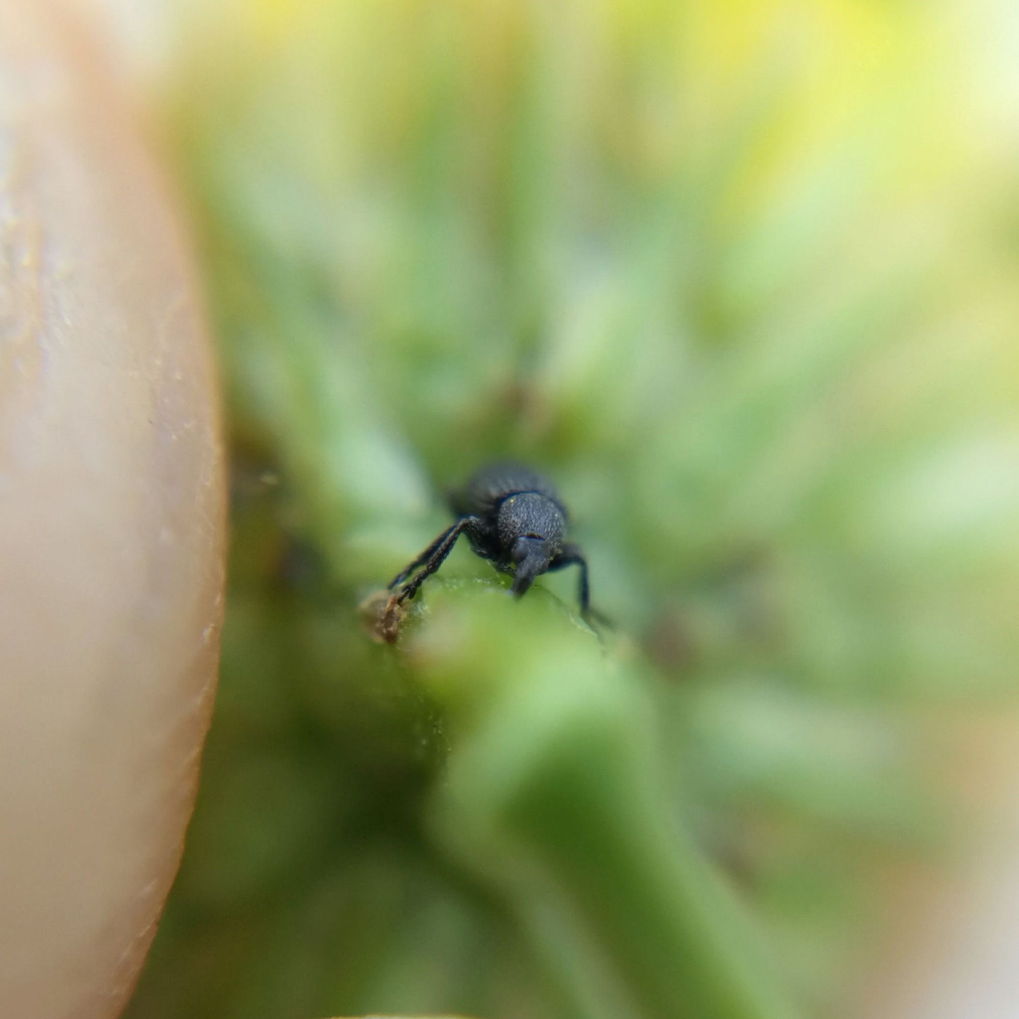 A head-on view of the weevil. It has large eyes and looks ridiculous.