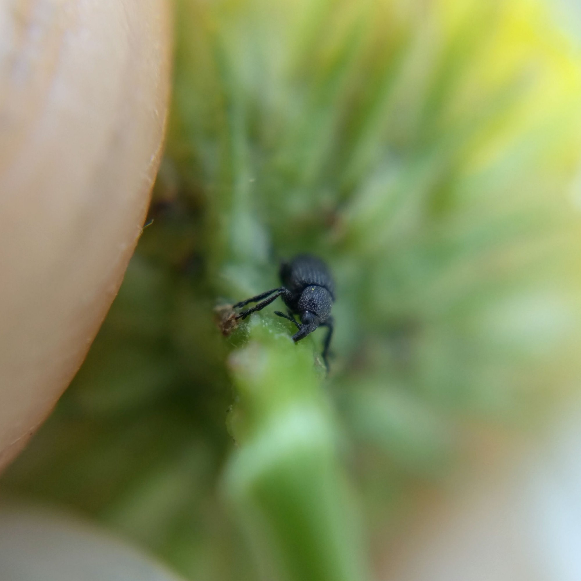 A blue-black beetle with a long snout which is mostly sunk into the stem of a cosmos just below a flower, held in my fingers.