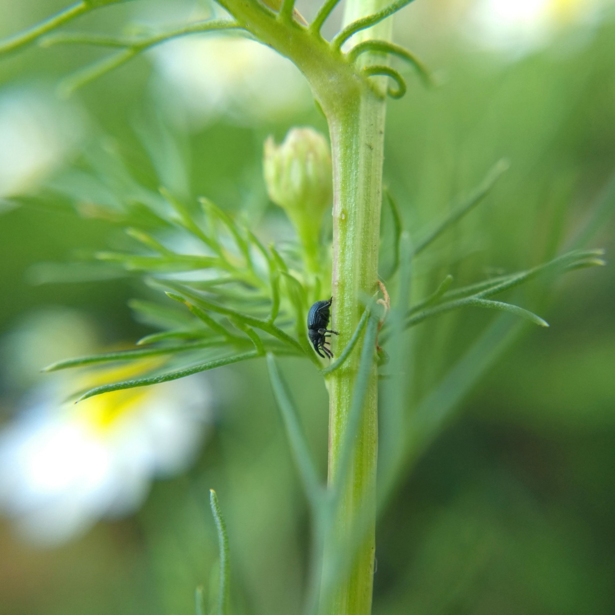 Side view of the same kind of weevil on a cosmos stem, so you can see the full length of its snout. It has a grooved carapace with a blue sheen.