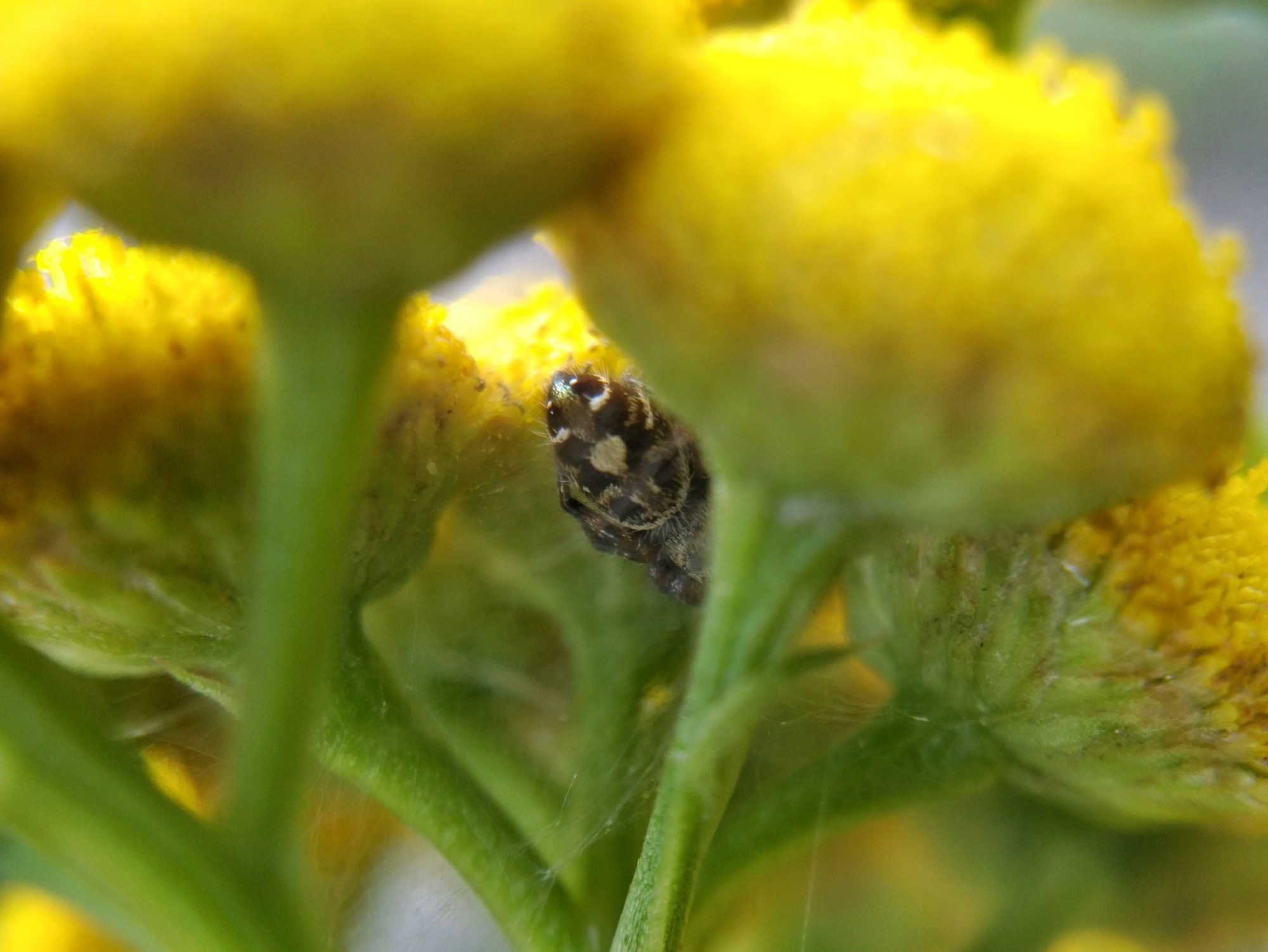 The jumping spider's abdomen, seen between tansy flower heads. It has both matte and shiny black patches and smaller white markings.