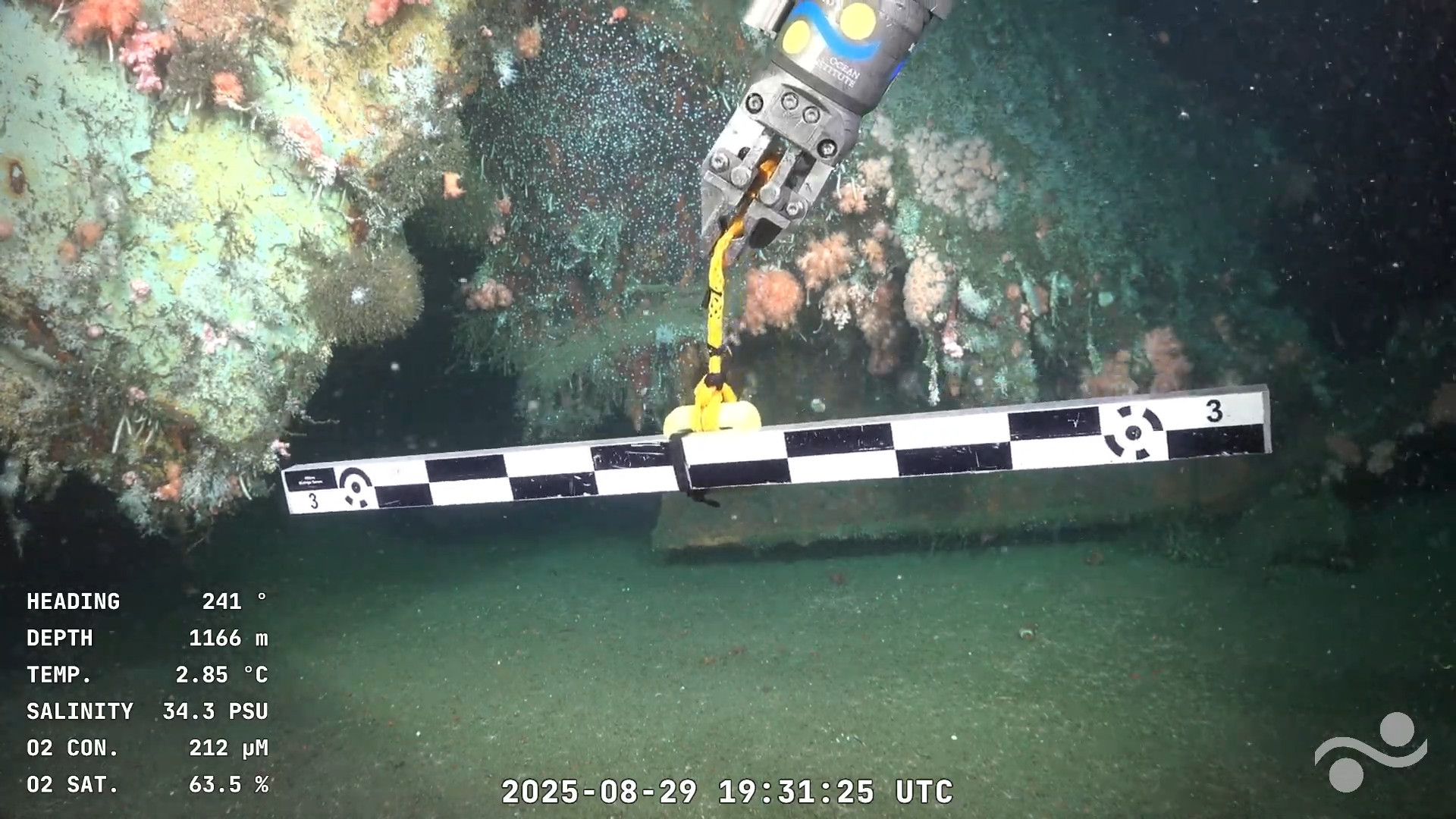 The ROV's claw arm holding a black-and-white-chequered scale bar in front of a very rusty part of a sunken ship which is now richly covered with colourful sea life.
