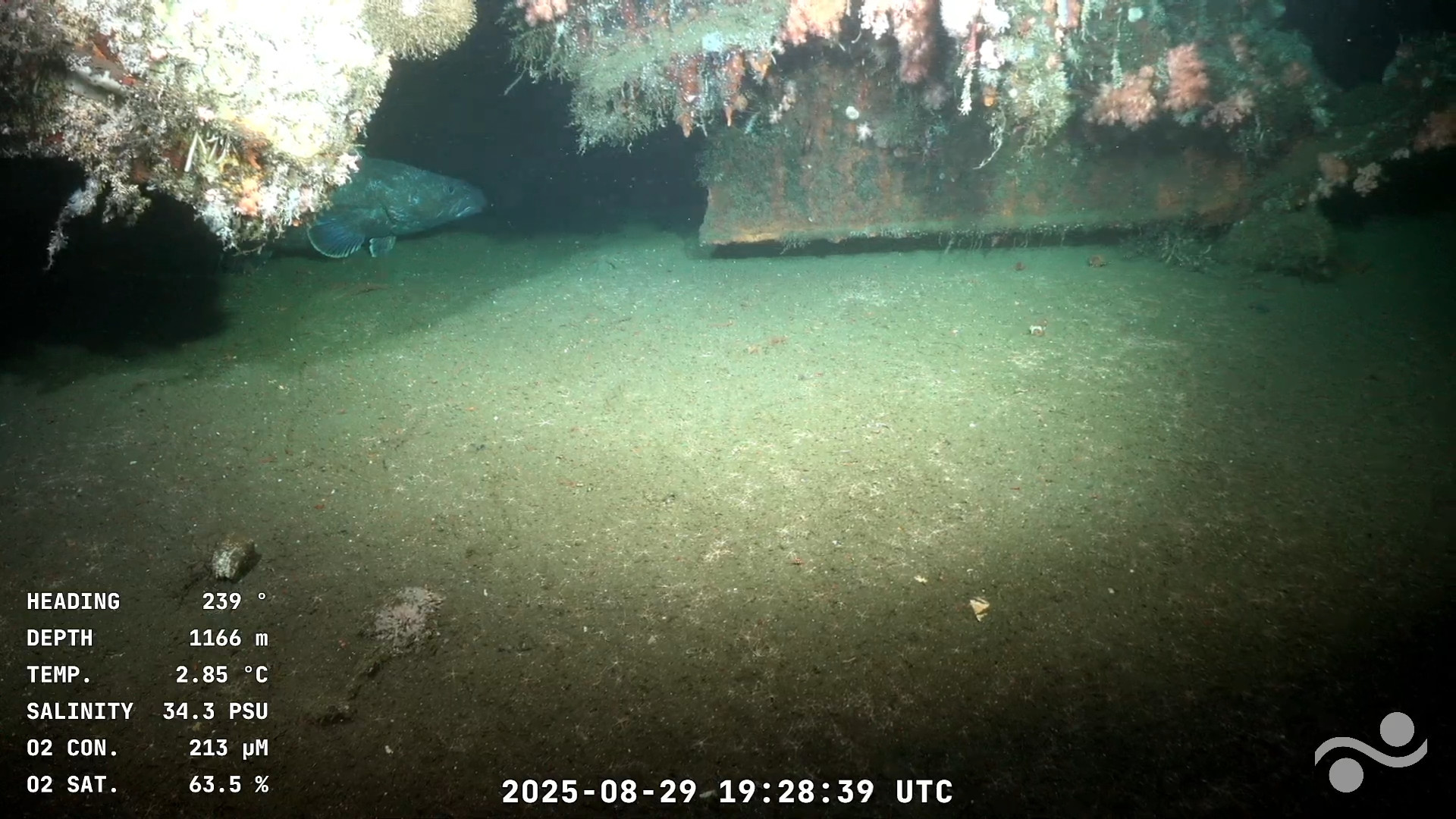 A little earlier, in the same scene, a large fish resting on the seafloor in a gap in the hull looks askance at the camera.