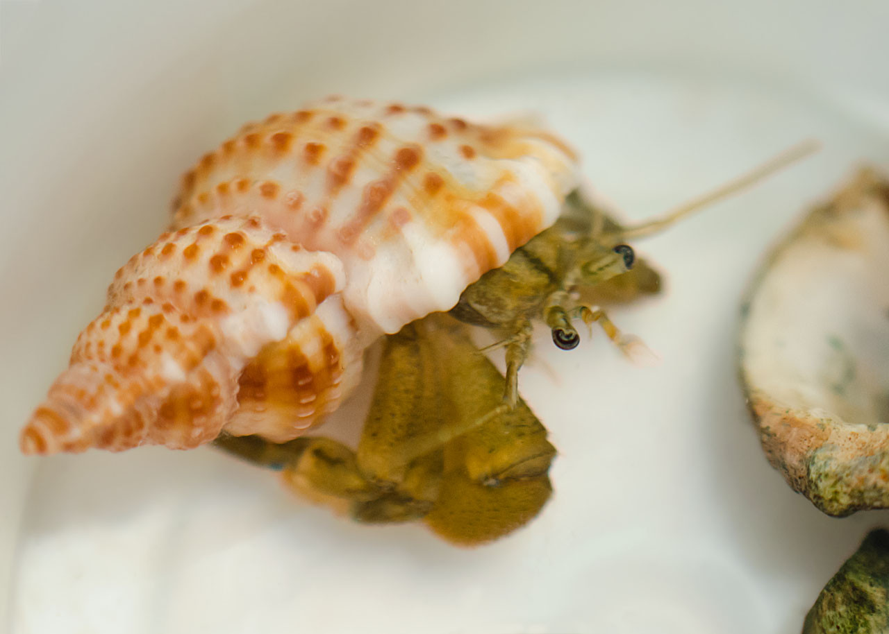This is a small Hairy hermit in the white plastic dishpan they spend the house-cleaning hour in. There are a couple of empty shells beside her; she may investigate them or climb on them, or just ignore them and go looking for the treats she knows will be provided. She has good memories of the last time in this pan.
These are intertidal hermits, so it's in their genes to expect changeable conditions, with the rising and falling tide.
She's mostly olive-green, with dark eyes. The antennae and antennules are blurry; they're in rapid motion, maybe scoping out where the food will be.
She wears a brightly-coloured shell, new and uncolonized, so far, by algae; it's in a sort of plaid pattern of orange dots and lines on white. A dogwinkle shell, maybe; they're extremely variable.