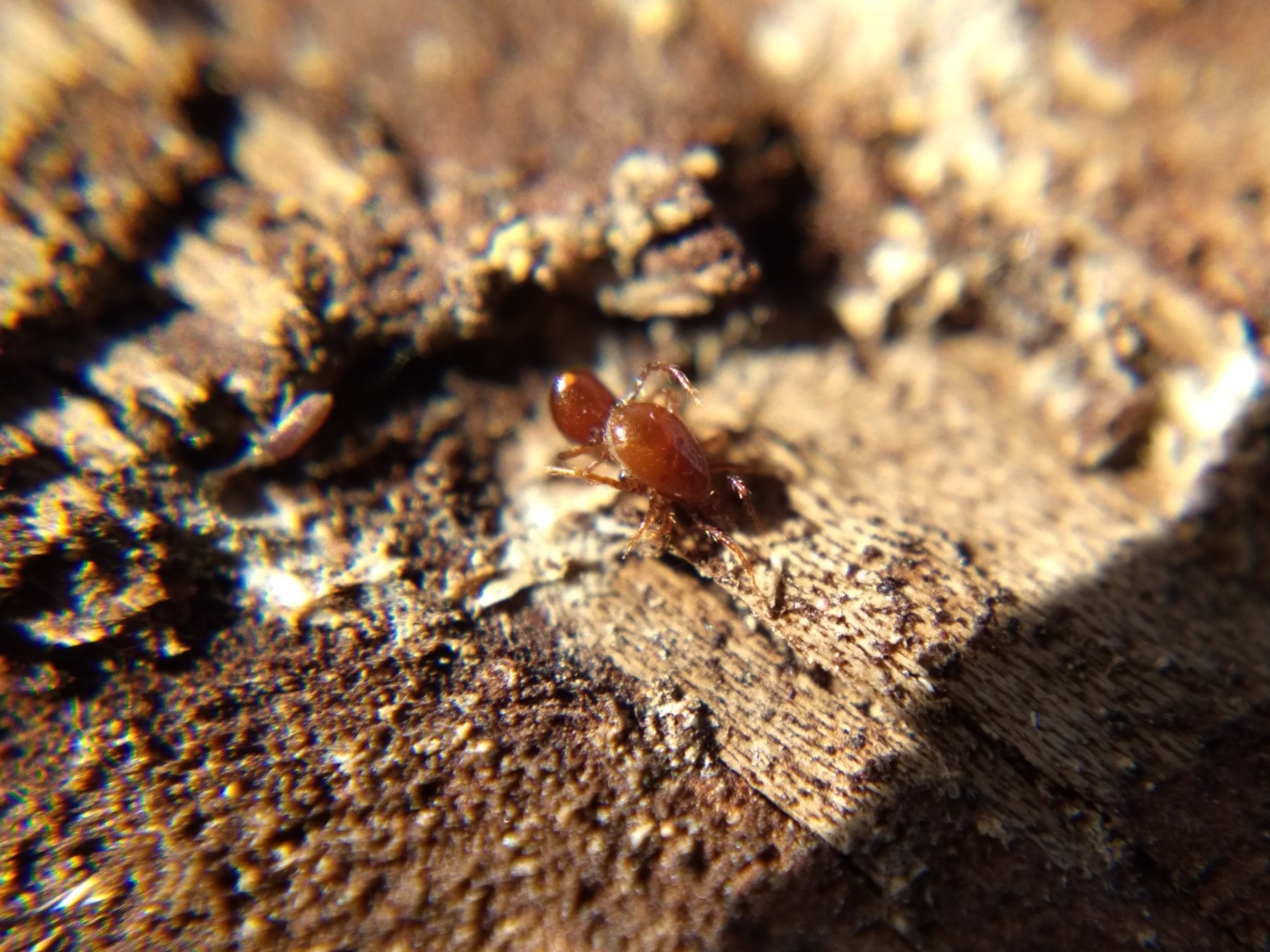 On the underside of a piece of rotting wood are two glossy, teardrop-shaped red-brown mites, one upside down and clinging to the other with its legs. These mites' first pair of legs are thin and somewhat elongated, and they use them much like antennae.