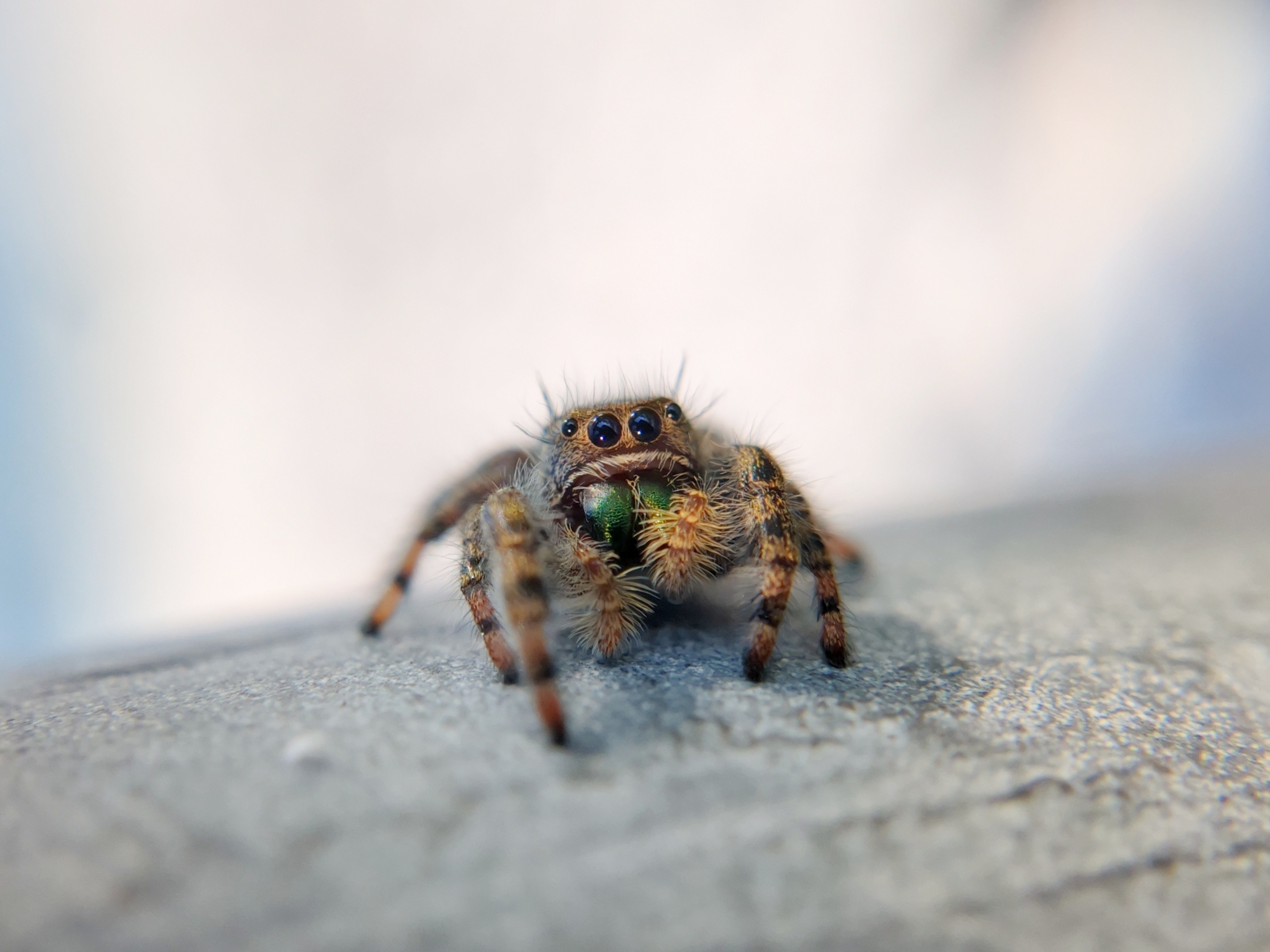 A bold jumping spider, fuzzy and orange-brown with black bands on its legs and metallic green chelicerae (fangs), standing on a railing and looking slightly upward at the camera with large round eyes.