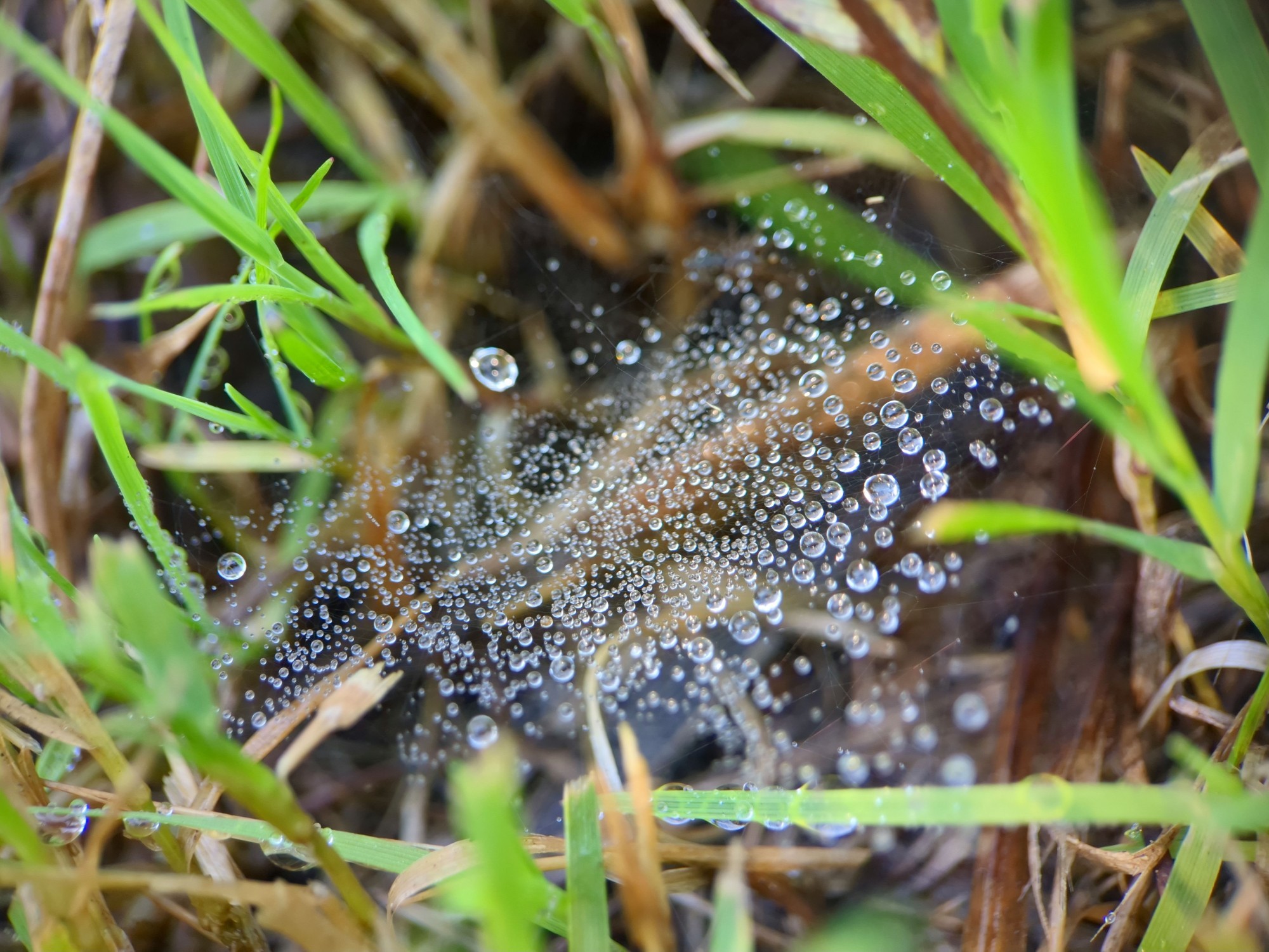 Another sheet web, in a tiny hollow in grass, resembles a spiral galaxy. The drops of dew, catching the afternoon sun far above, have faint rainbow hues.