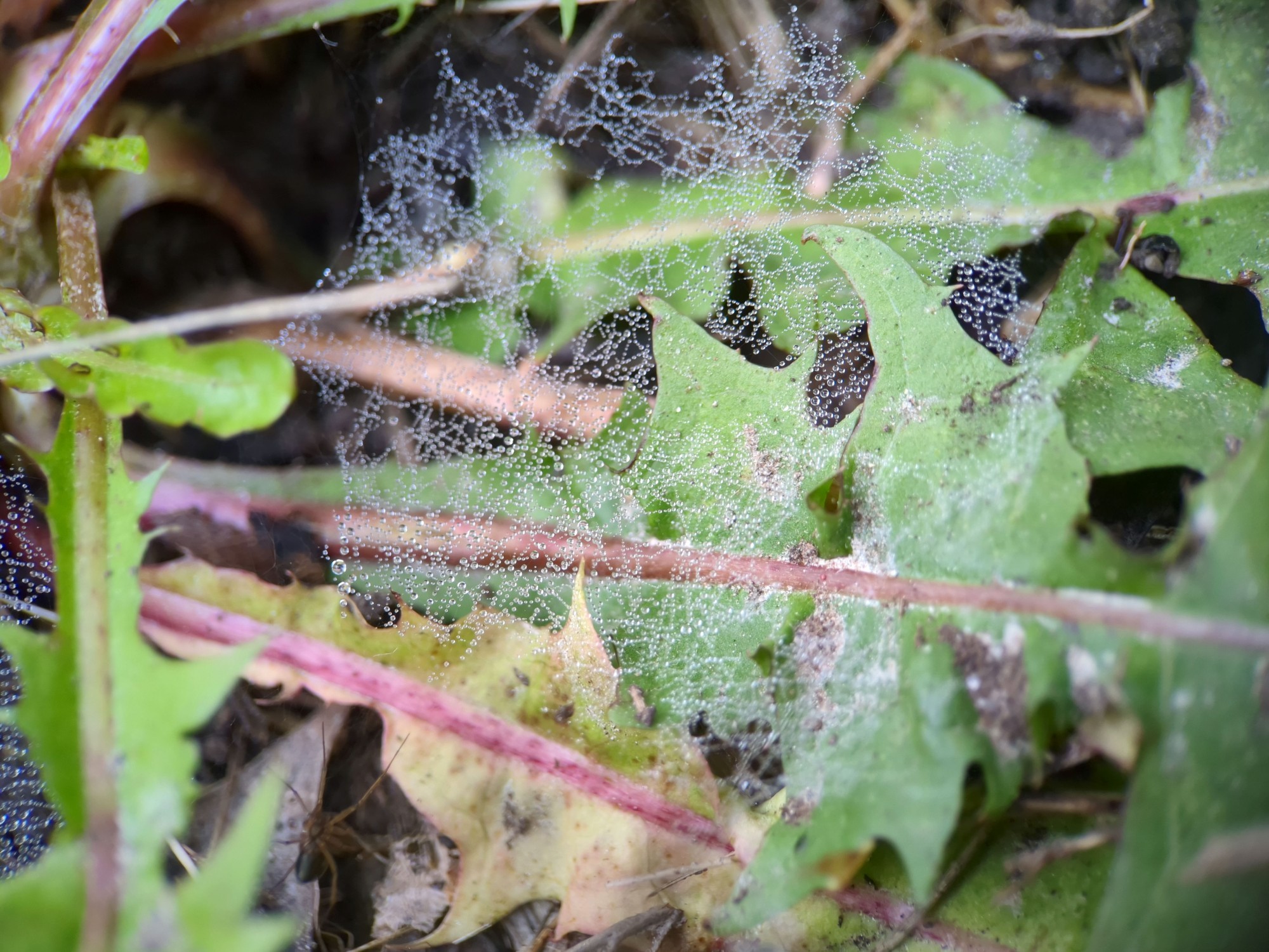 A flat round sheet web, spread across the leaves of a dandelion, is beaded with tiny drops of dew. The spider, an unremarkable-looking dark brown spider, is in the lower left corner of the picture just at the edge of the web.