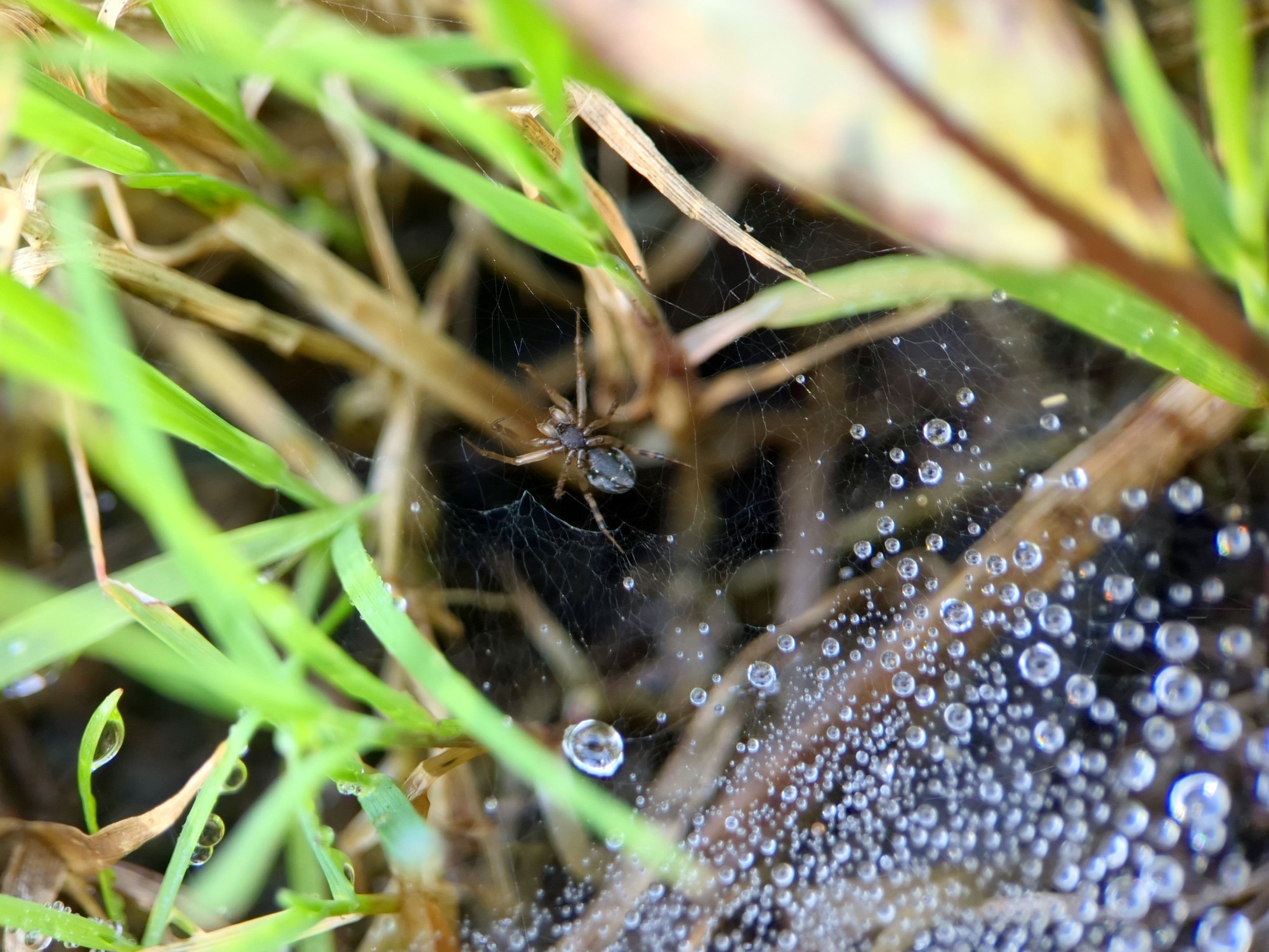 The maker of the web, at the edge. It has faint white markings on the underside of its dark brown abdomen, and dark brown bands on its thin, pointed brown legs. The bulbous but still simple and undifferentiated pedipalps indicate this is a juvenile male.