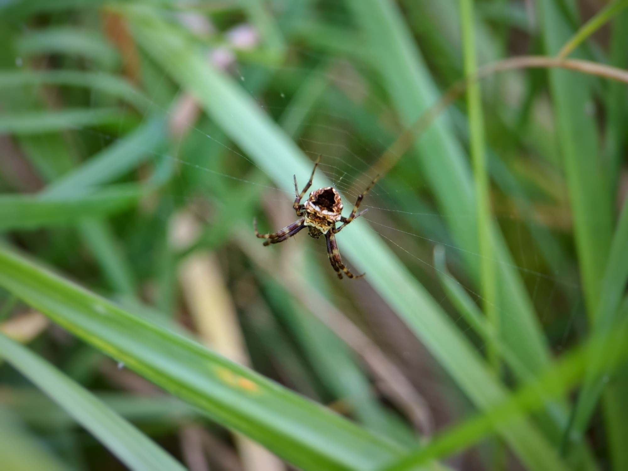An orbweaver in its web amid green grass. It has a striking abdomen with seven white points around the edges, a velvety brown-black triangular patch, and intricate lighter brown patterns.