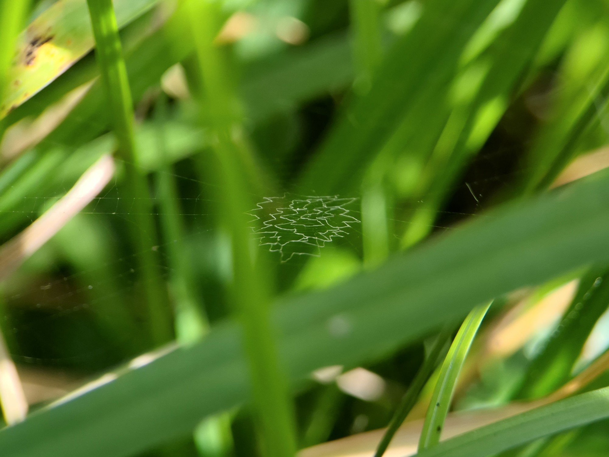 A G. heptagon web with no spider in it. The middle has a jagged zigzag line of silk in a spiral around the centre.