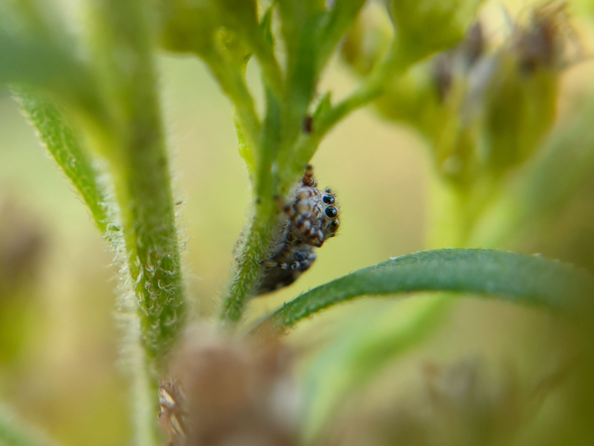 A closer look at her on the stem.