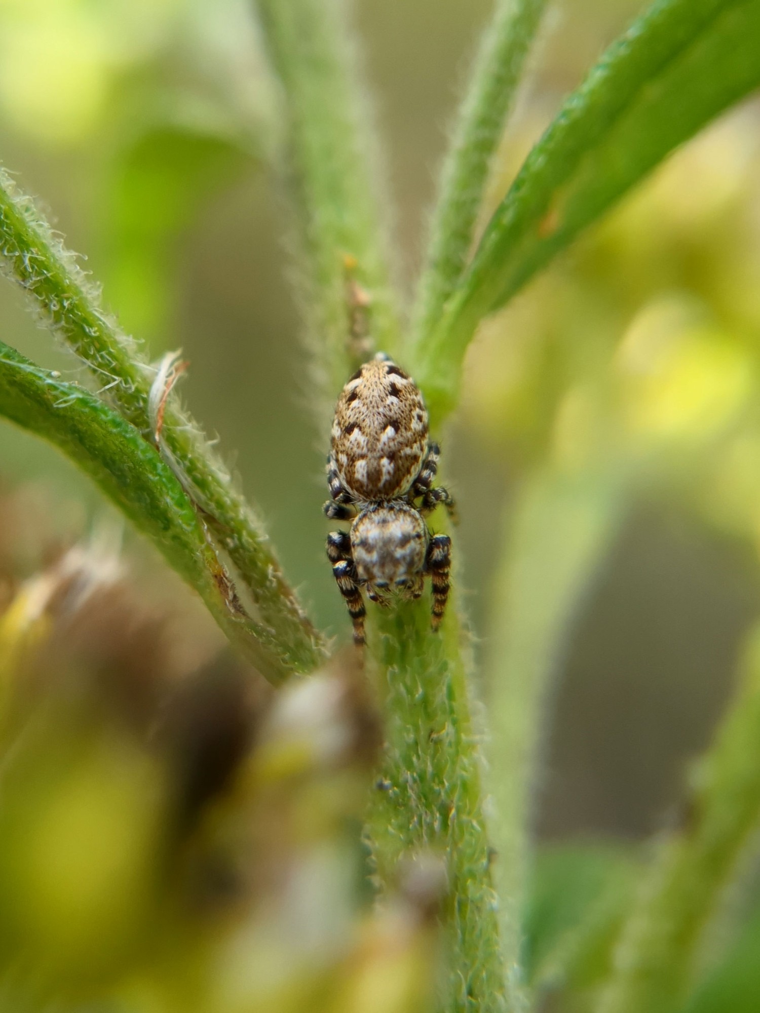 A top-down view, showing the patterns on her body, white spots with eye-catching black-brown "shadows" or accents on a medium-brown background, and white around the edges of her cephalothorax and abdomen.