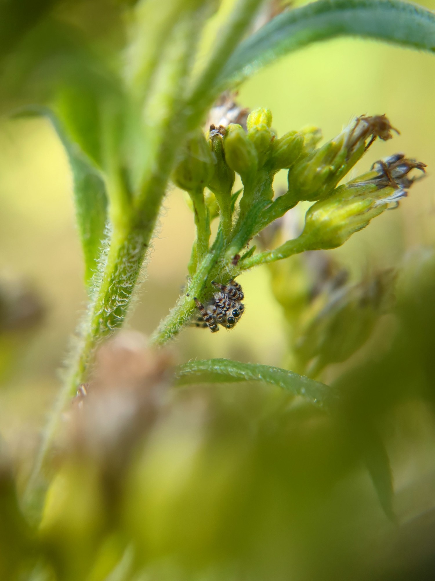 On a stem of goldenrod, a tiny face peers out. It's a jumping spider with big round eyes and striped legs and pedipalps.