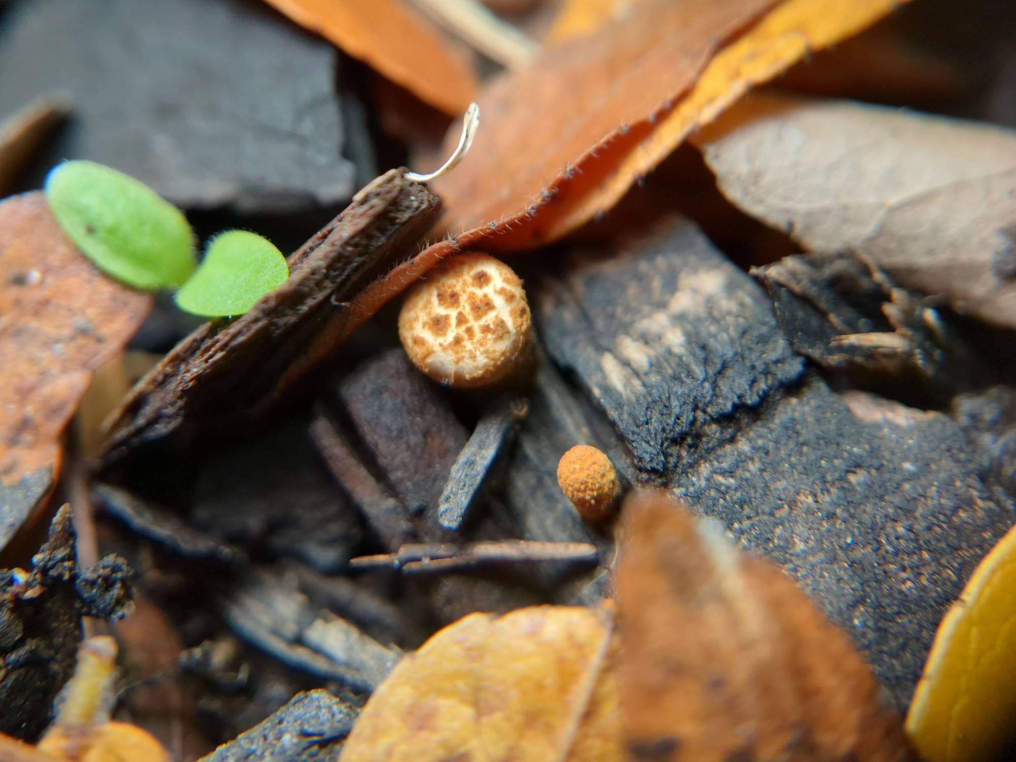 Growing bird's nest fungi fruiting bodies on mulch amid fallen honey locust leaves. The larger one looks like the top of a toasted marshmallow, brown crackled with white. The smaller is orangey all over and rough-textured.