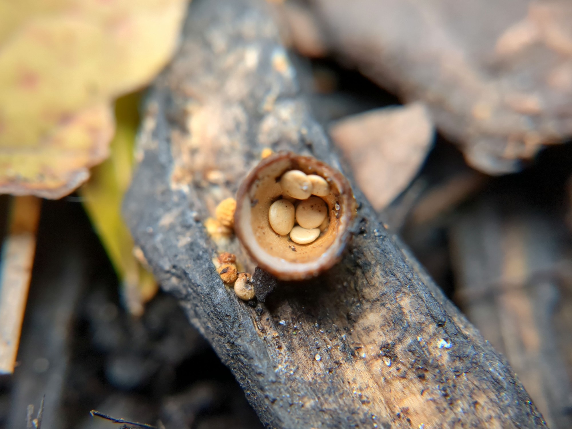 Close-up of another cup with five "eggs" in it. There are small orange growths near the base of the cup which are early stages of the fruiting body.