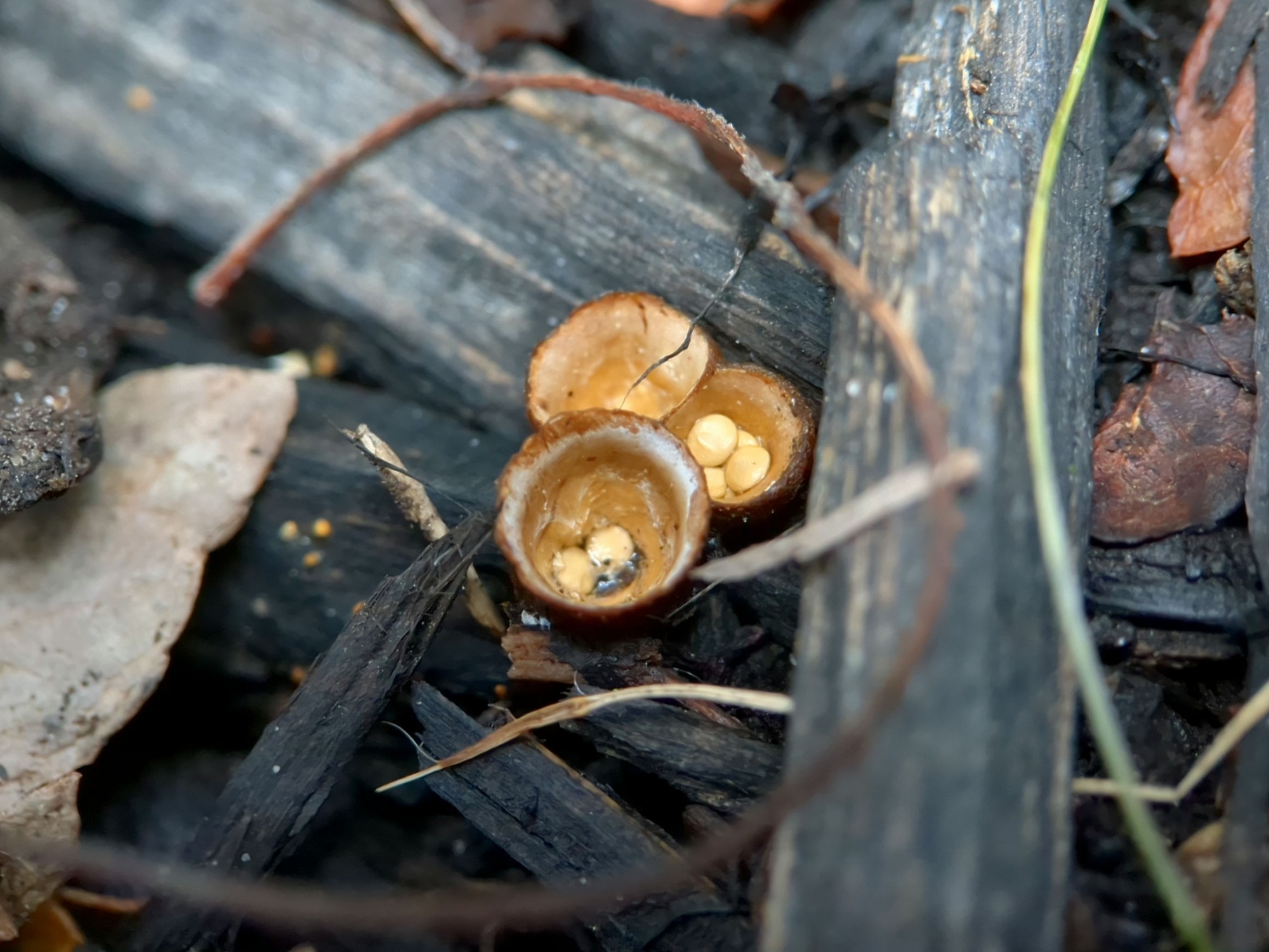 A cluster of three little brown cups growing on black wooden mulch (which I kind of hate but I didn't pick it). Two have several flat, round, pale egg-like structures in them.