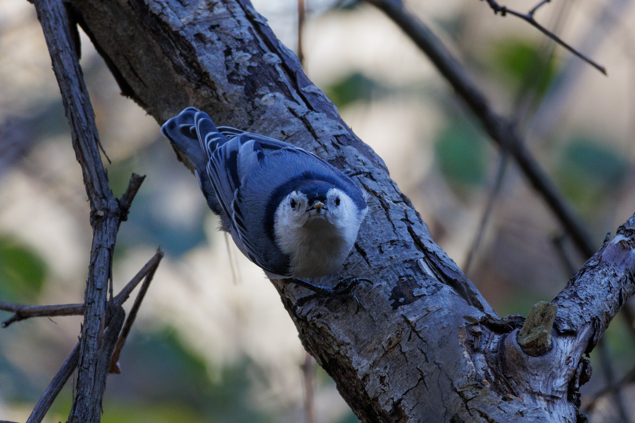 a white breasted nuthatch holds a pale seed in their beak as they look directly at the camera. they are clinging effortlessly to a grey barked angled tree limb with large black claws and feet. the image is shadowy from overhead leaves though sun can be seen in the far background