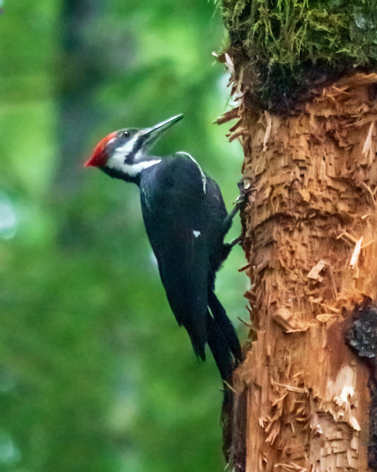 A black and white bird with a red head and strong bill. She's crow-sized. A female; males have a red moustache and the red crest extends forward over the eyes. Most of her body is black, but there's a white line at the top of the wing, and a wide white curve down her neck. She stands on a mossy tree trunk; the moss and bark are above her. From her beak level down to the bottom of the photo (2 body lengths) the wood is bare, chipped and ragged and hollowed out. She's been chopping and eating ants for hours. Background; the green of her evergreen forest.