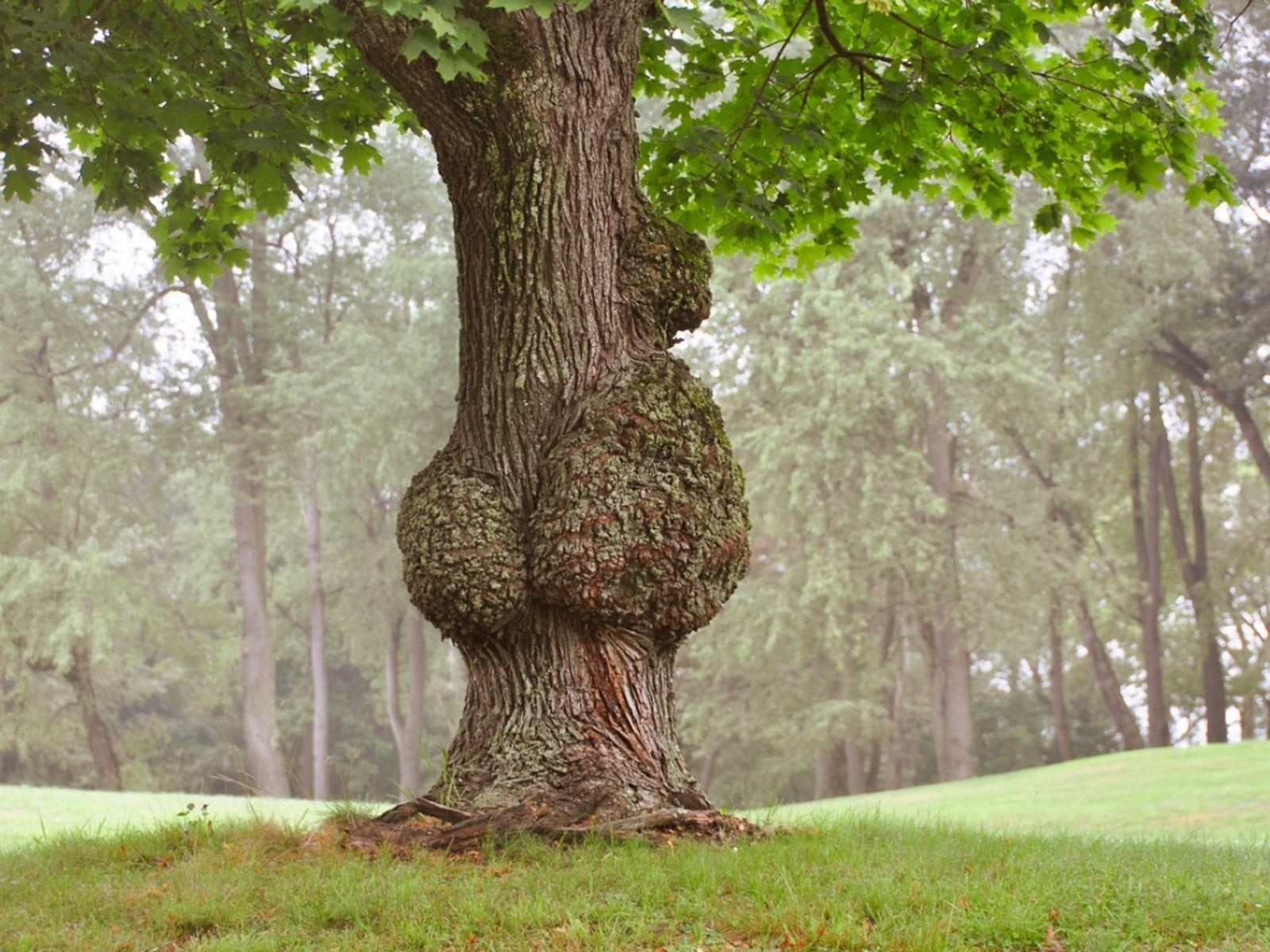 a big tree with two thick, symmetrical burls that, taken together, look suspiciously like an ass
