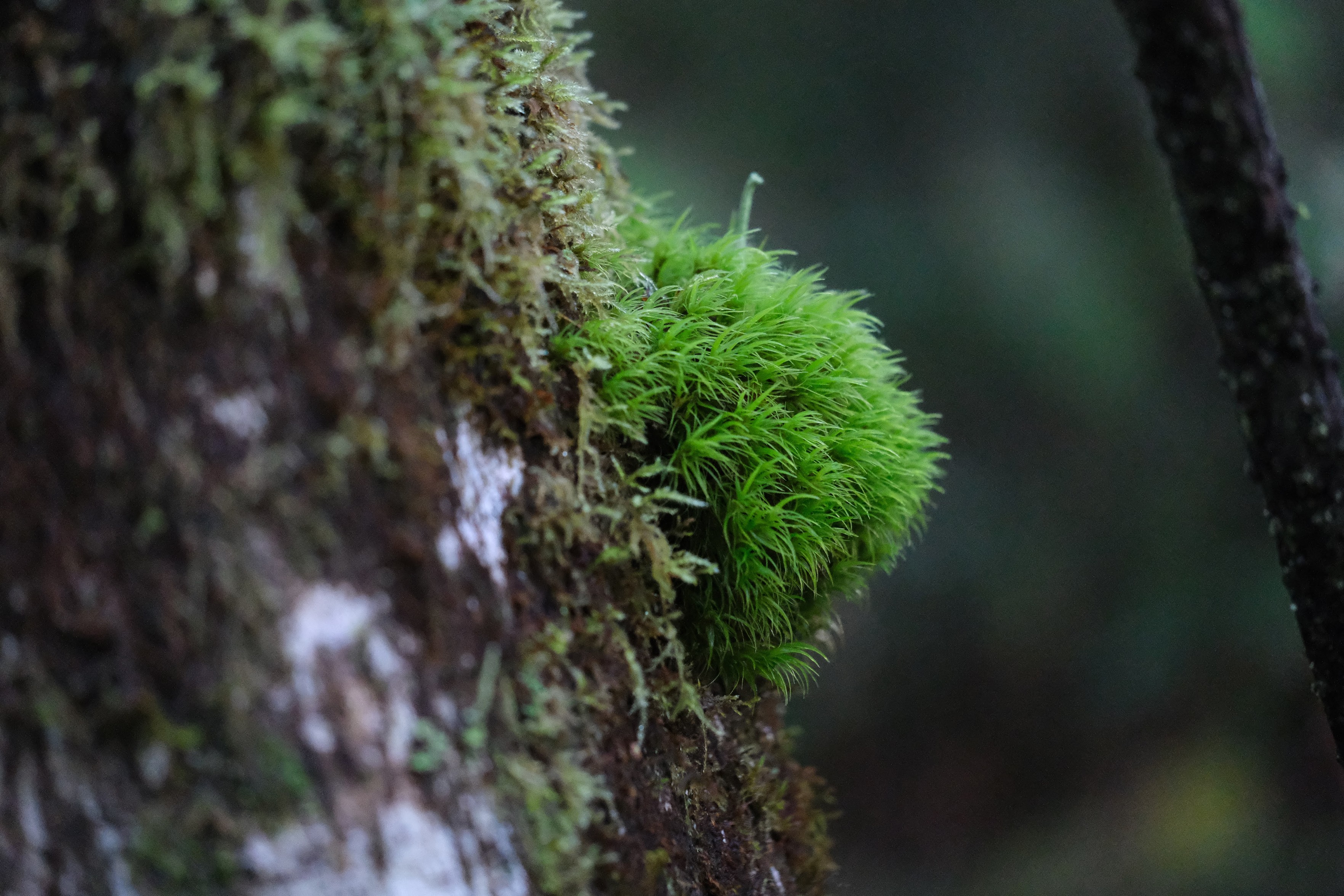 a perfect half-sphere of moss on a tree trunk, bright green and fluffy