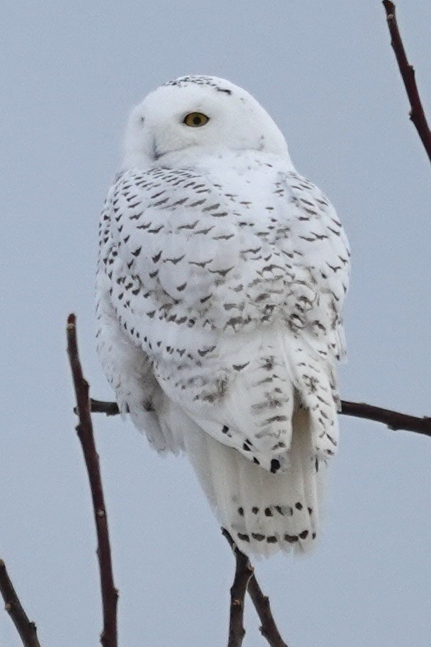 Photo of a snowy owl perched on some twigs against a cloudy sky.