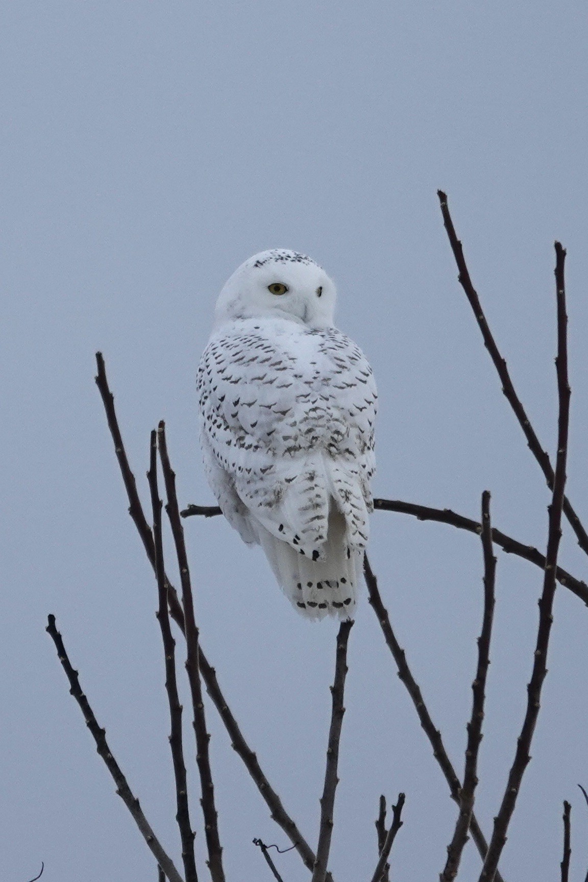 The same owl on the same twigs. It has much less black barring than the other owl that has been in the area.