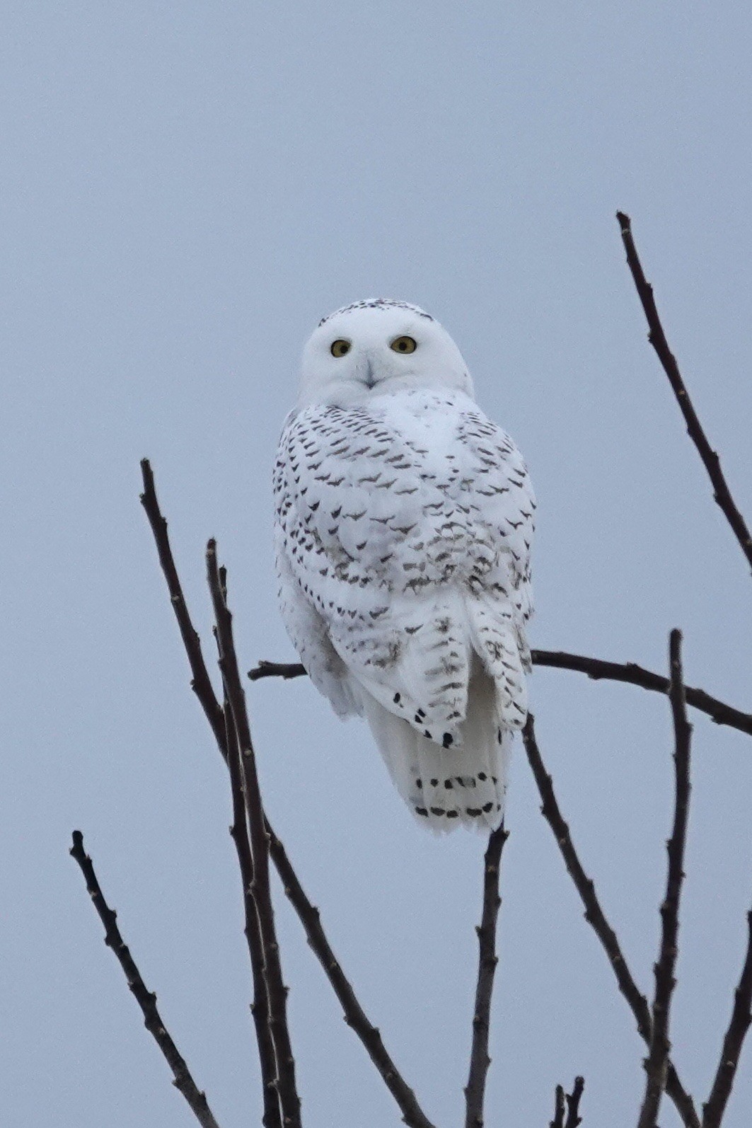 The same owl on the same twigs, with its head turned almost 180º to look backwards.