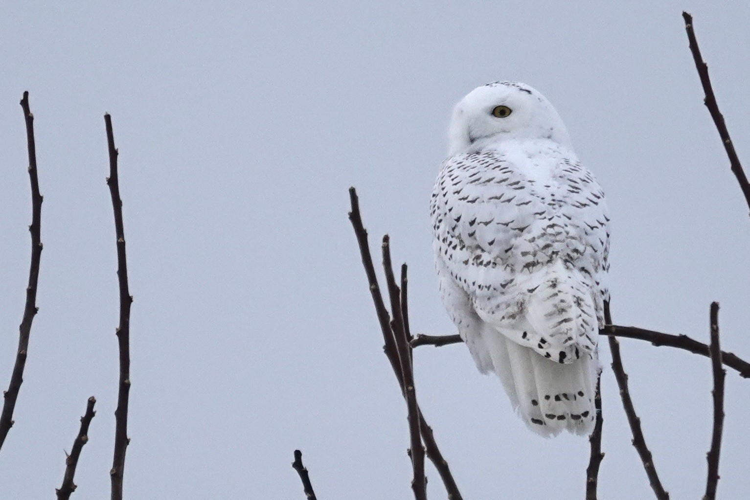 The same owl on the same twigs, looking out into the distance.