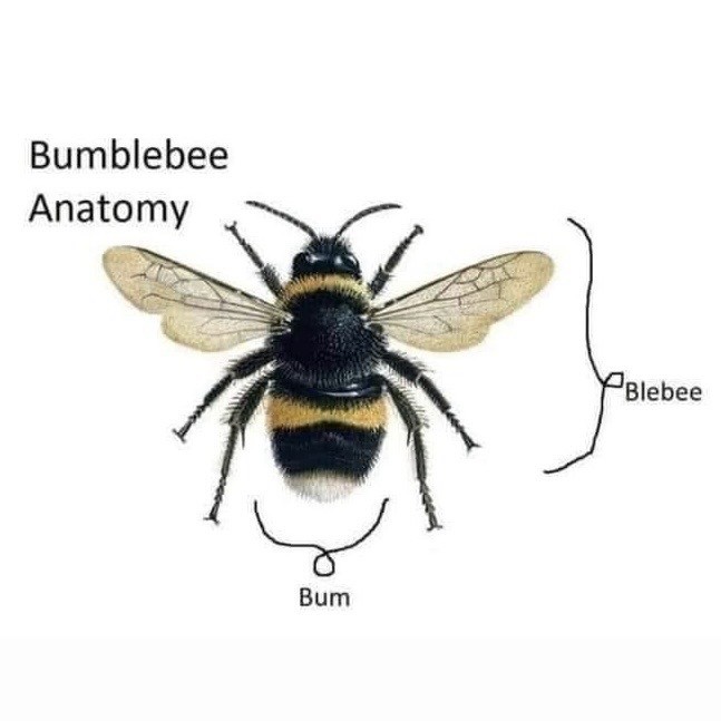 Meme depicting a bumblebee anatomy. It helpfully labels the backside as โbumโ and the antennae to bum section as โblebeeโ