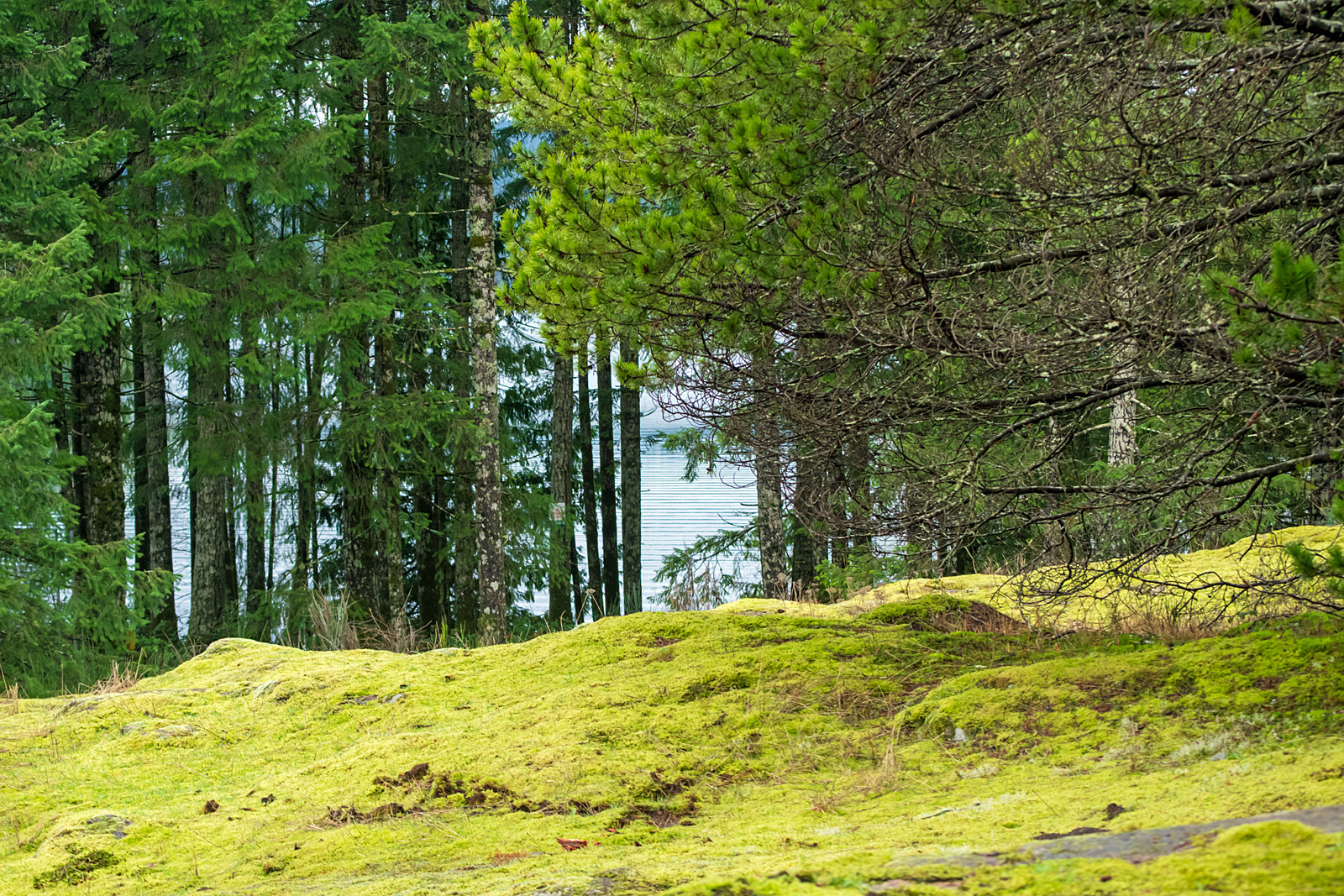 A view from a mossy rock outcrop; at the bottom of the photo it's all bright yellow-green (chartreuse?) moss. Beyond this, a stand of Douglas-firs, and in the gaps between the trunks, the stripy blue water of a lake. On the right, branches of a pine tree fill the upper part of the photo.