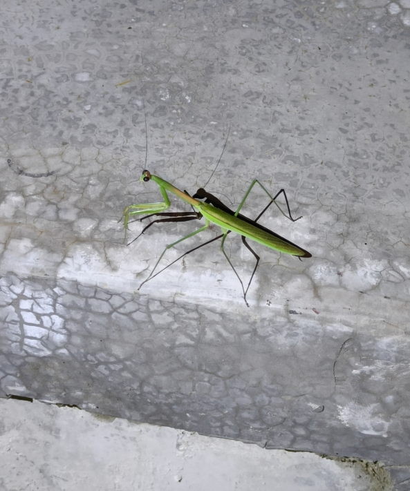 Photo of a large (~100mm) green praying mantis at night on the edge of a grey concrete slab. Its shadow is sharply outlined because of the light from a torch, which shows its beady round black eyes and fine antennae. It has a long thin thorax before its body broadens out slightly where the wings attach.