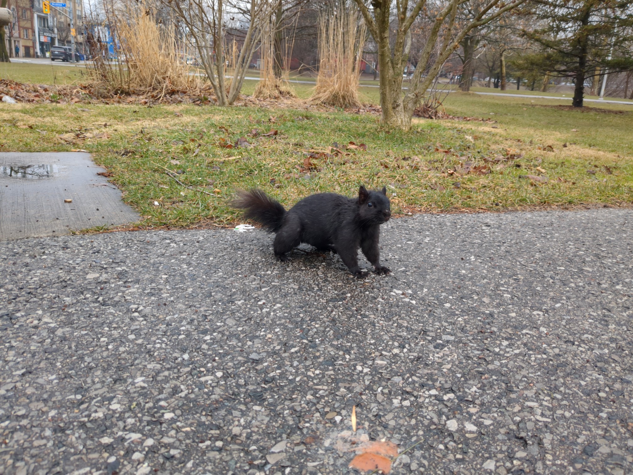 On a rainy day in the park, a black Eastern Grey Squirrel with half its tail missing approaches the camera curiously.