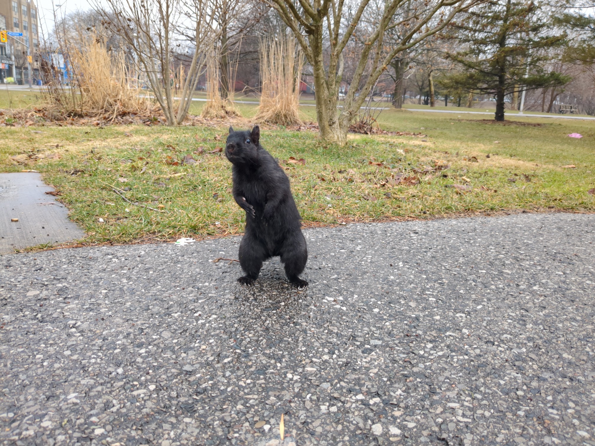 The squirrel leans to the side, which makes it look even funnier.