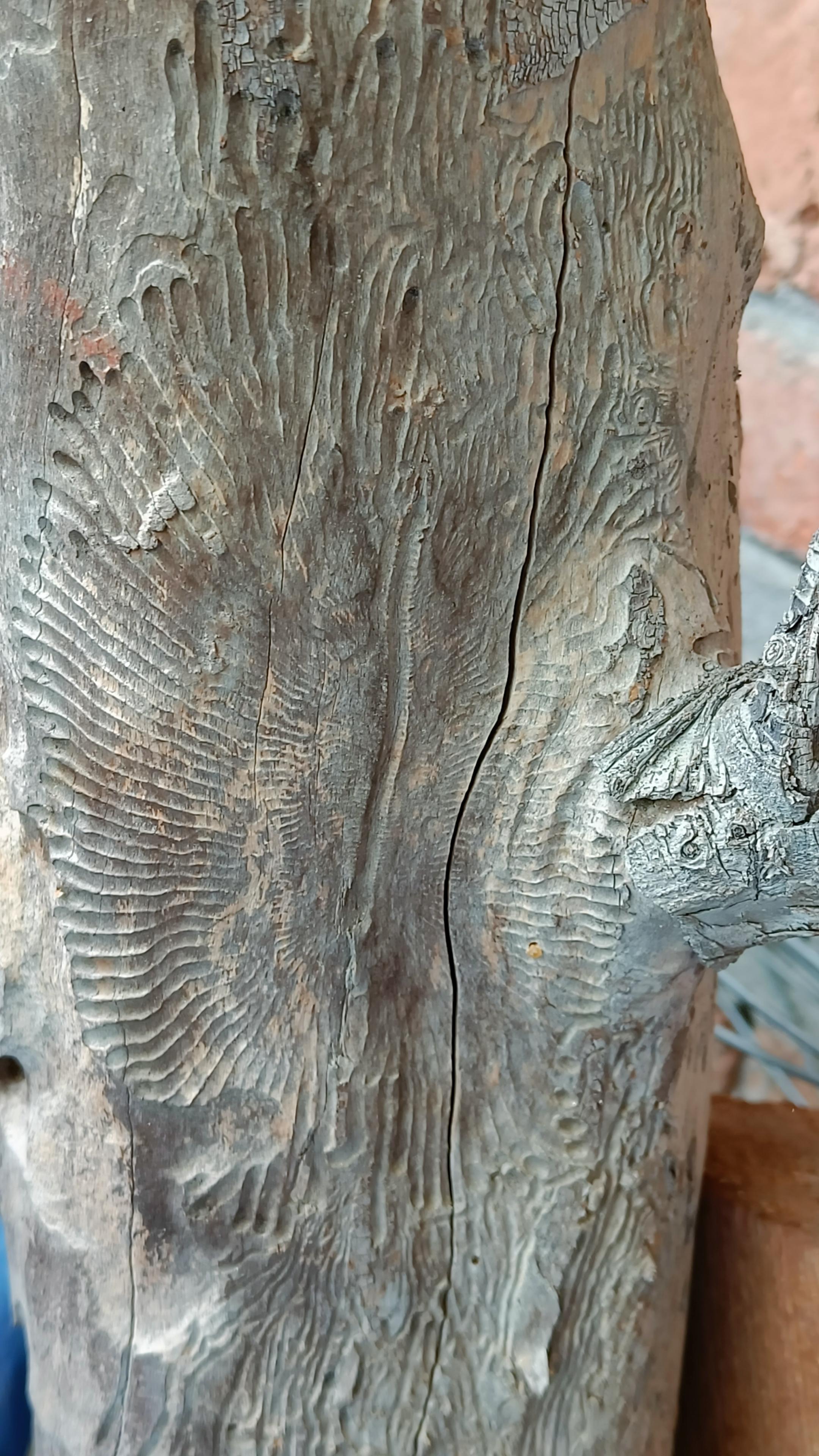 Photo of an upright tree trunk with bark beetle patterns radiating outwards in a rough oval shape.