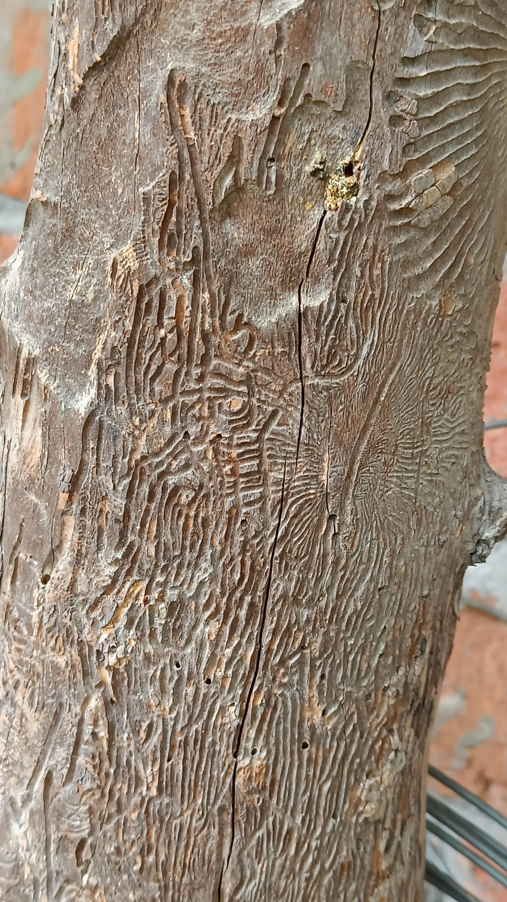 Another photo of radiating bark beetle patterns at another point on the same trunk.