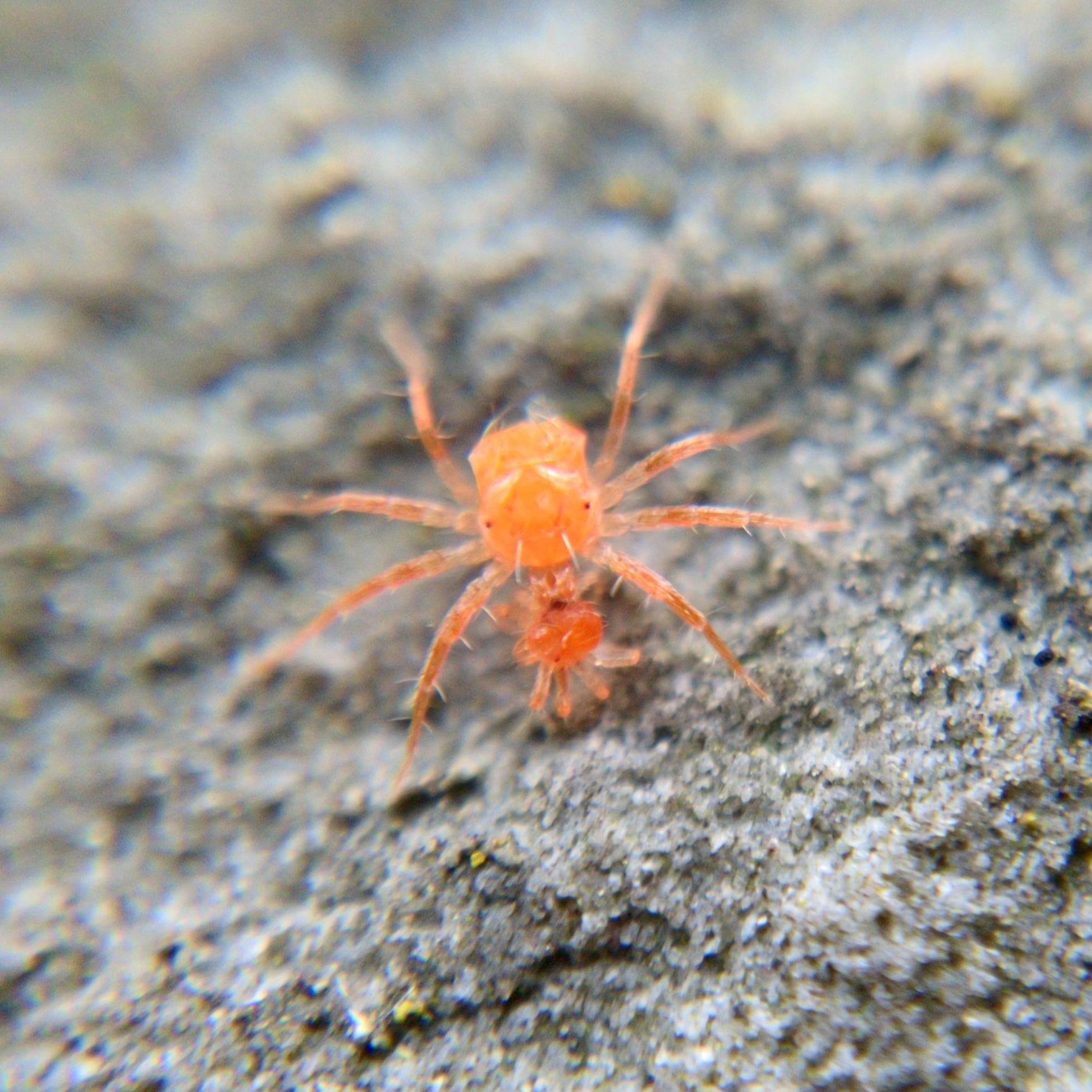 An orange-red whirligig mite on stone, eating a much smaller and slightly redder whirligig mite.