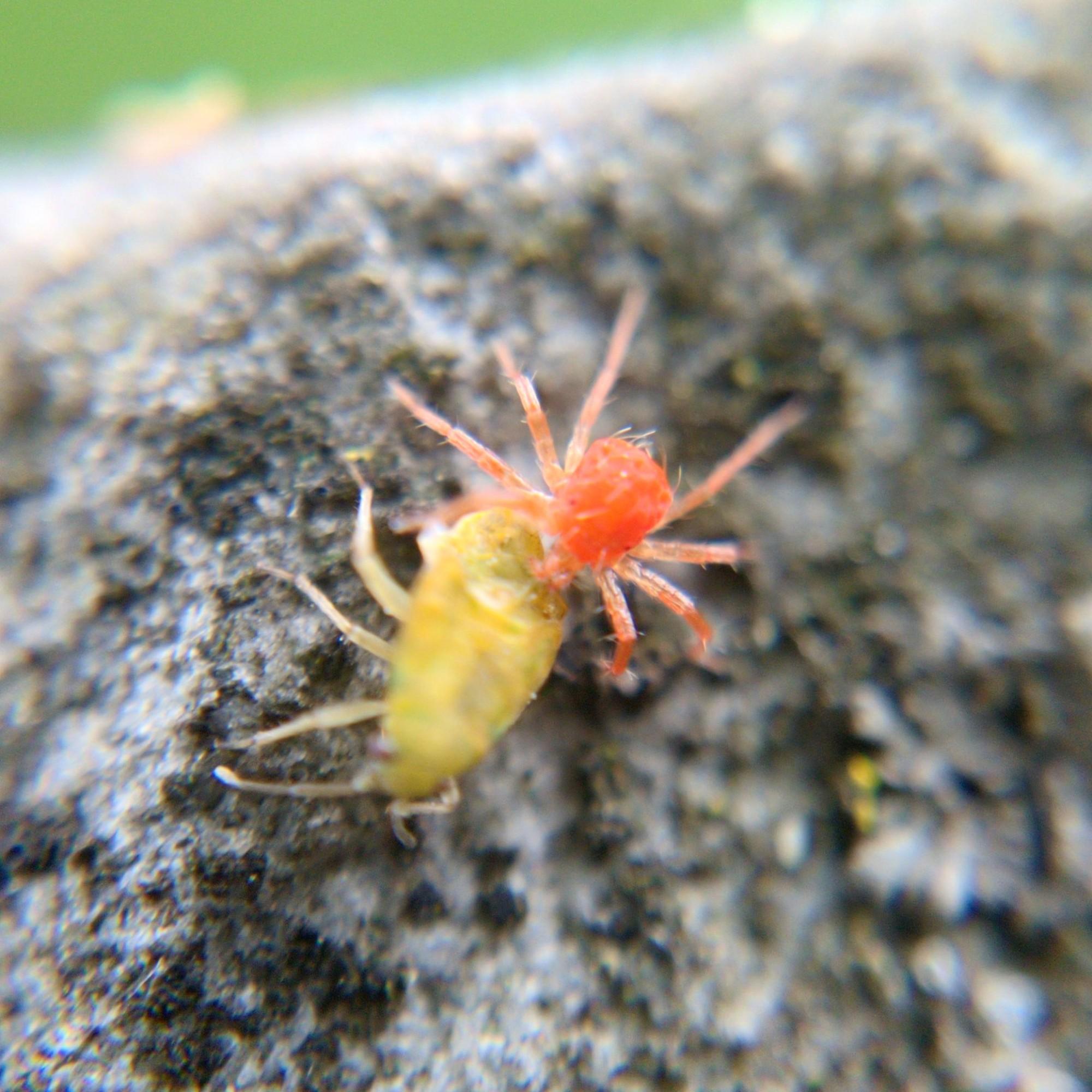 A bright red whirligig mite on stone, sucking the juices out of a slightly larger plant bug.