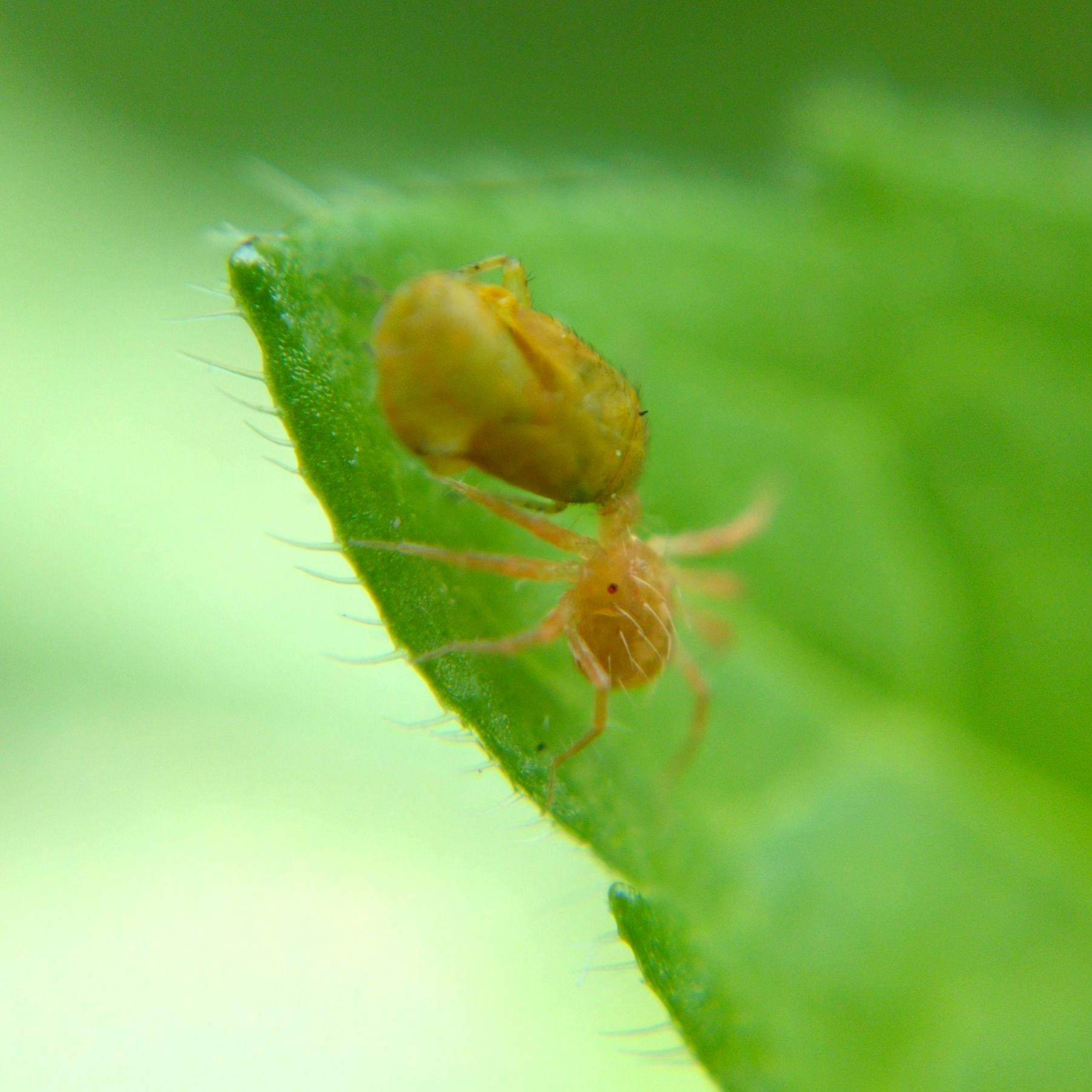 Another whirligig mite on the tip of a leaf, legs spread wide, biting the head of a plant bug nymph (a green vaguely leafhopper-like bug at this stage) over twice its size.