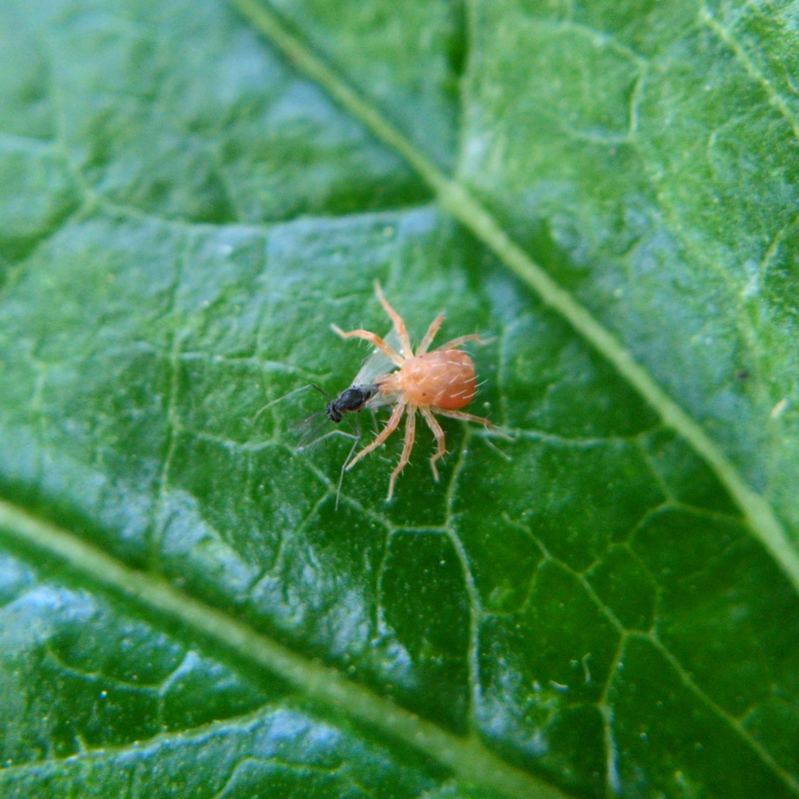A whirligig mite, a squarish red-orange mite with a sunburst of legs and sparse spiky white hairs, on a leaf eating a tiny black  midge-like fly.