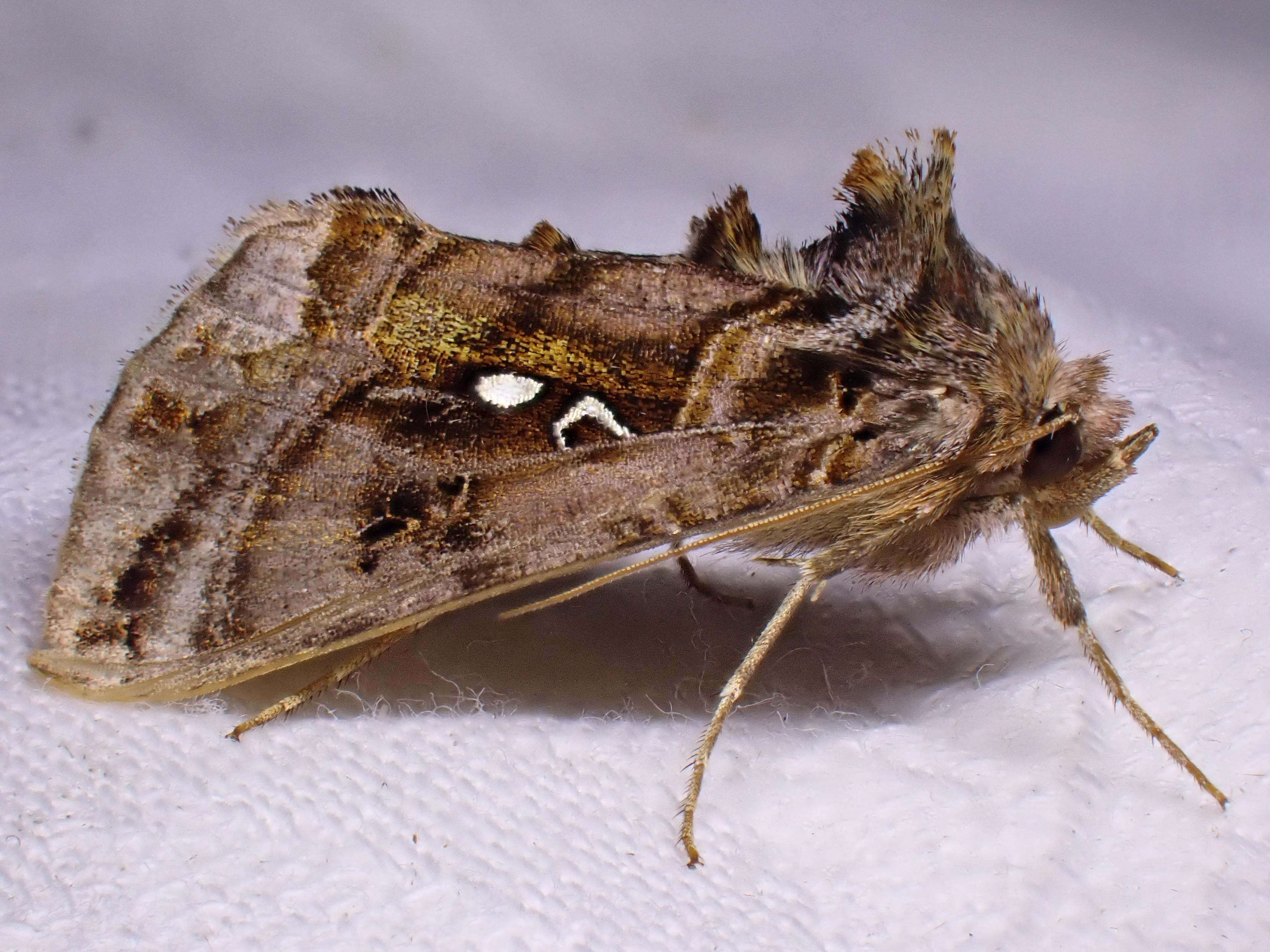 Autographa pulchrina 
Det Gyldne u
Beautiful Golden Y
A worn specimen but still showing some of the gorgeous metallic colouration.
