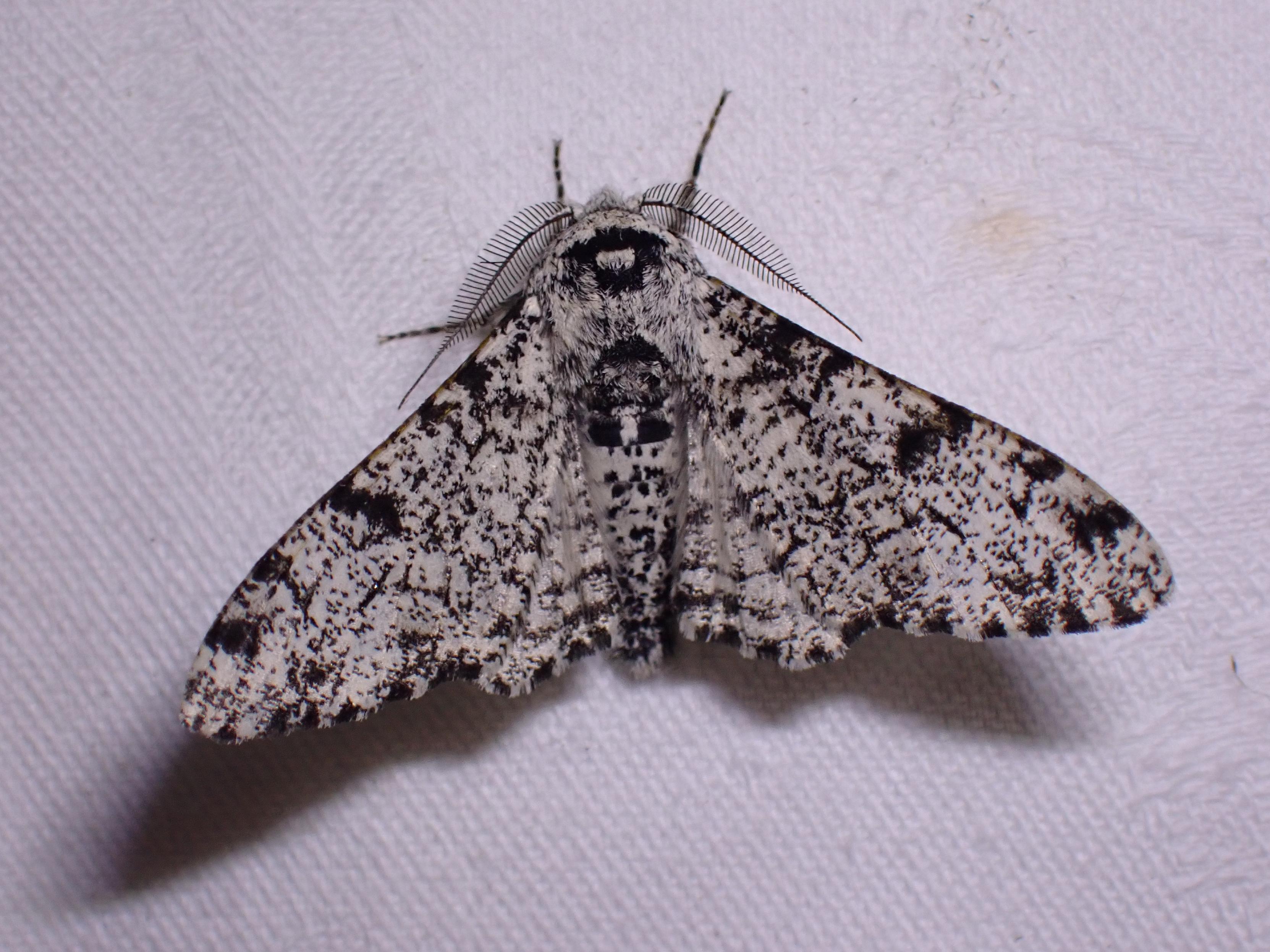 Biston betularia 
Birkemåler 
Peppered Moth

A large robust looking moth. White base colour and wings with black splashes, transverse lines, middle spots and rib stripes.