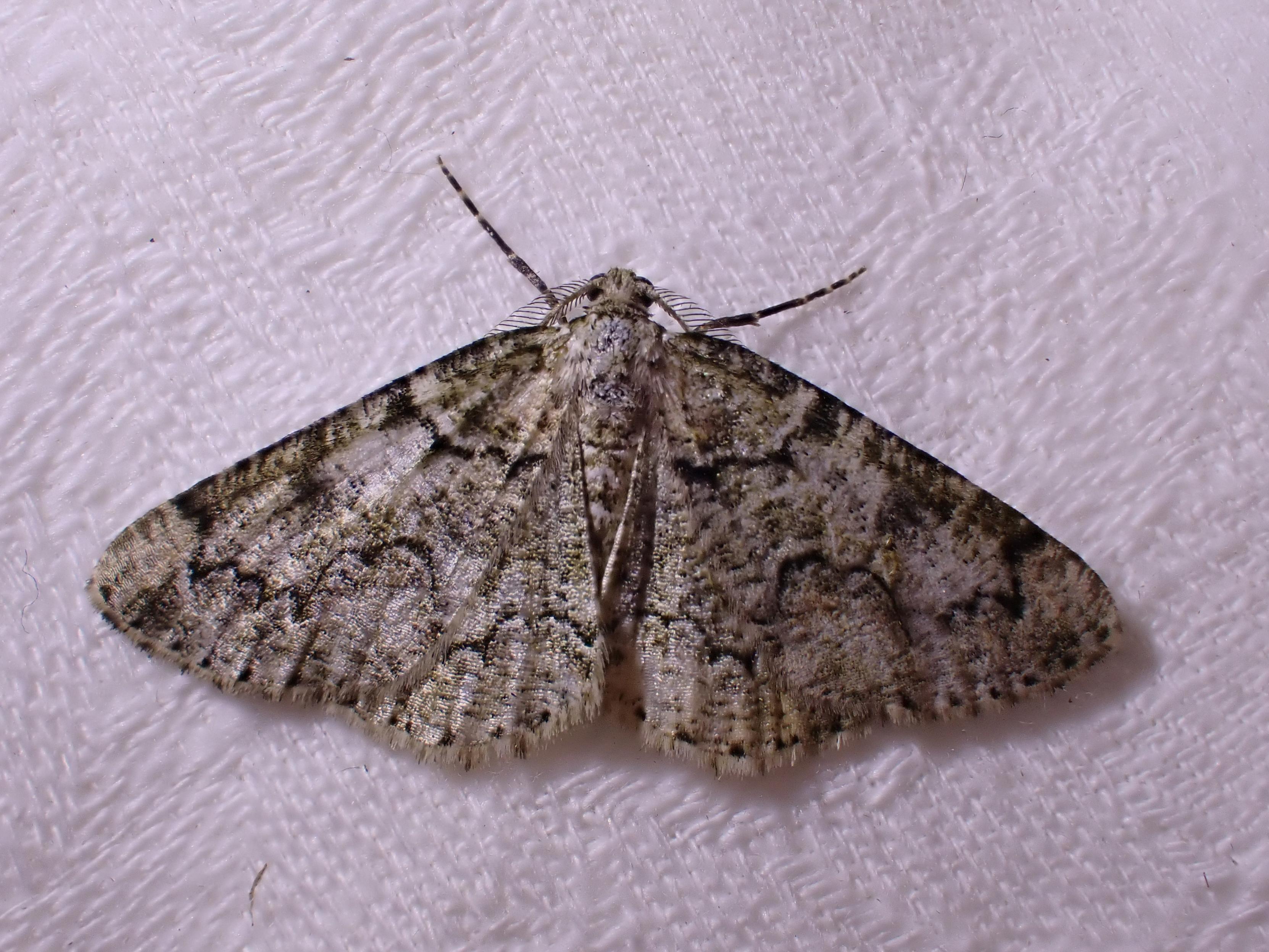 Cleorodes lichenaria 
Lille Lavmåler
Brussels Lace