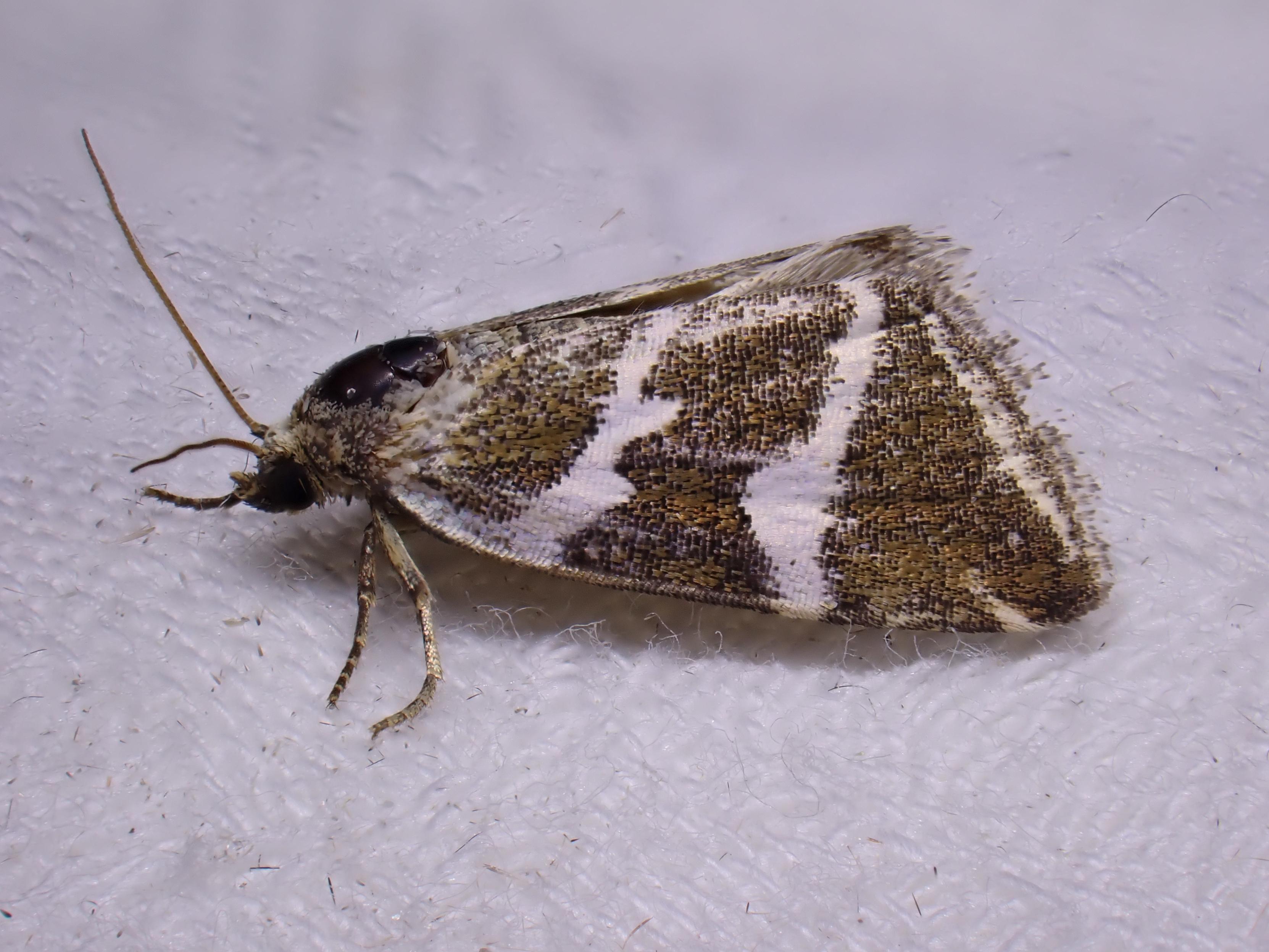 Deltote bankiana 
Tvebånd-Dagugle
The Silver Barred
A dark brown moth with two broad silver lines running diagonally across its wings