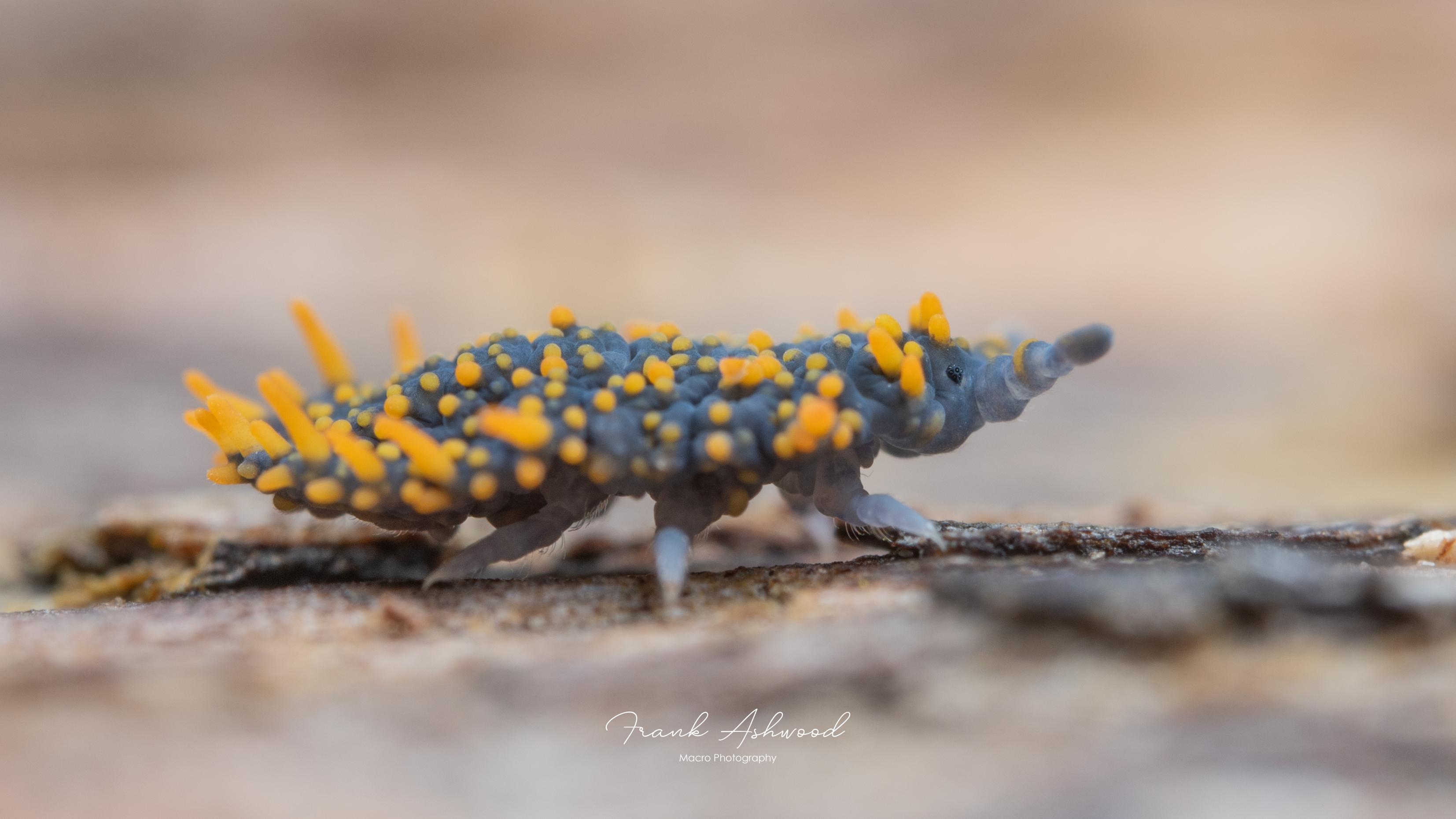A macrophotograph of a giant springtail, a soft, blue-bodied invertebrate covered in long yellow spines.
